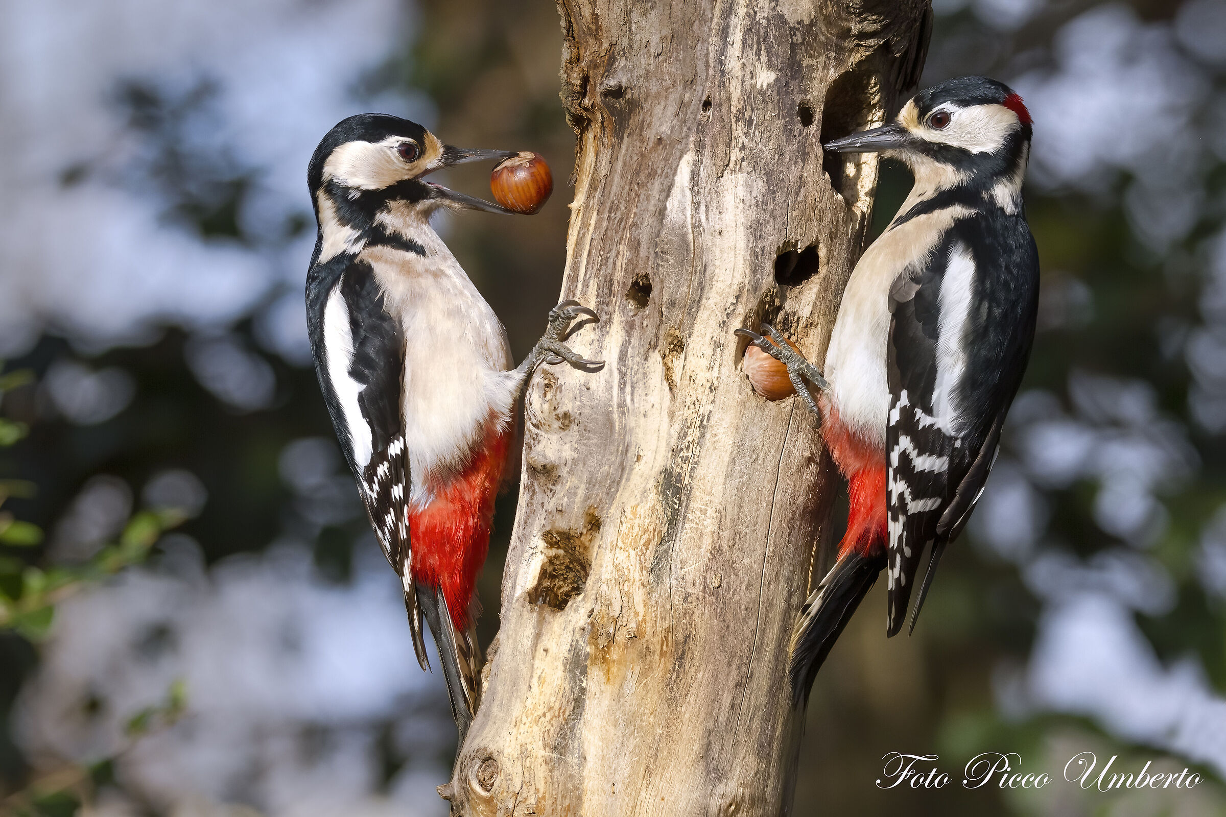 GREATER RED WOODPECKER...
