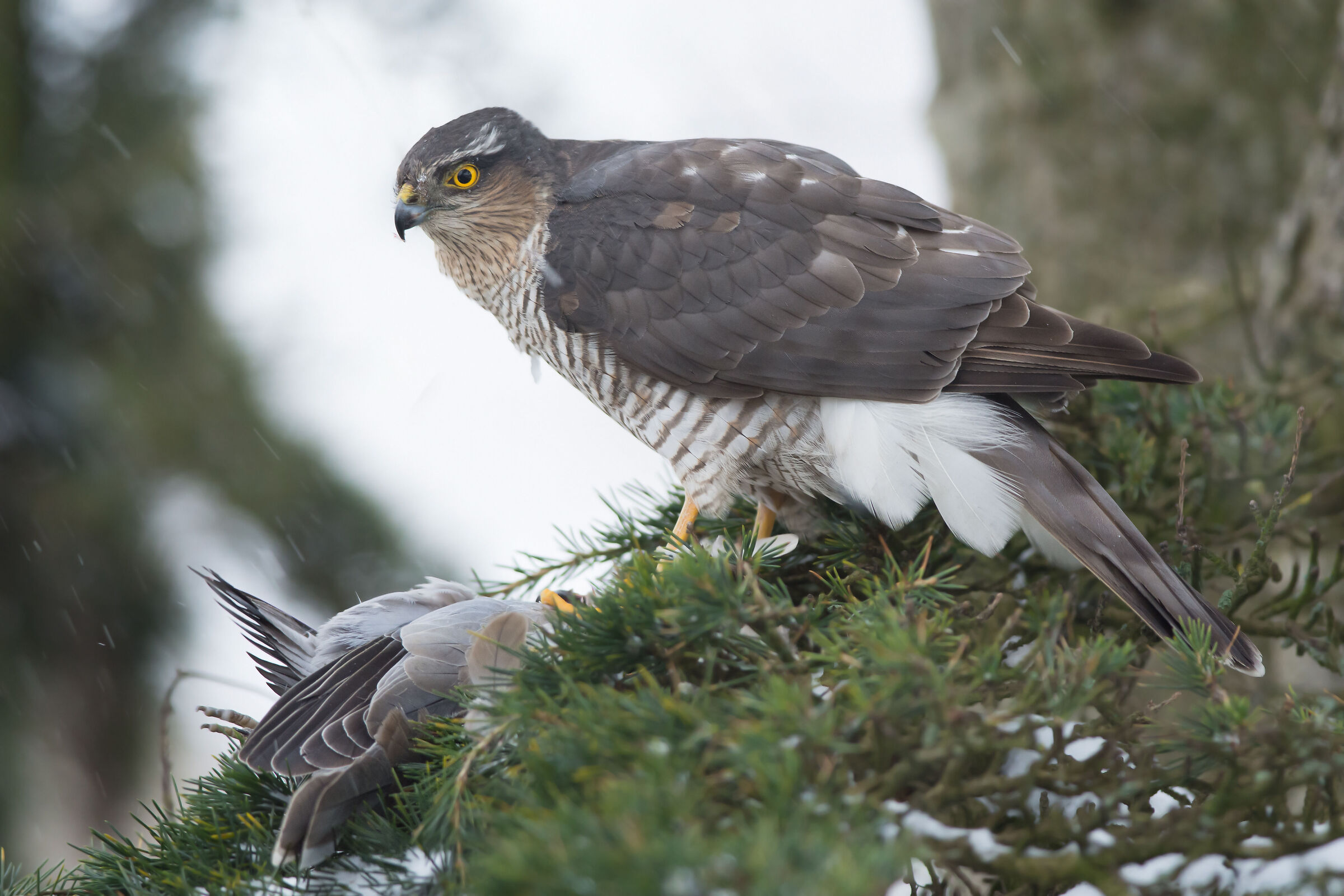 sparrowhawk with prey...