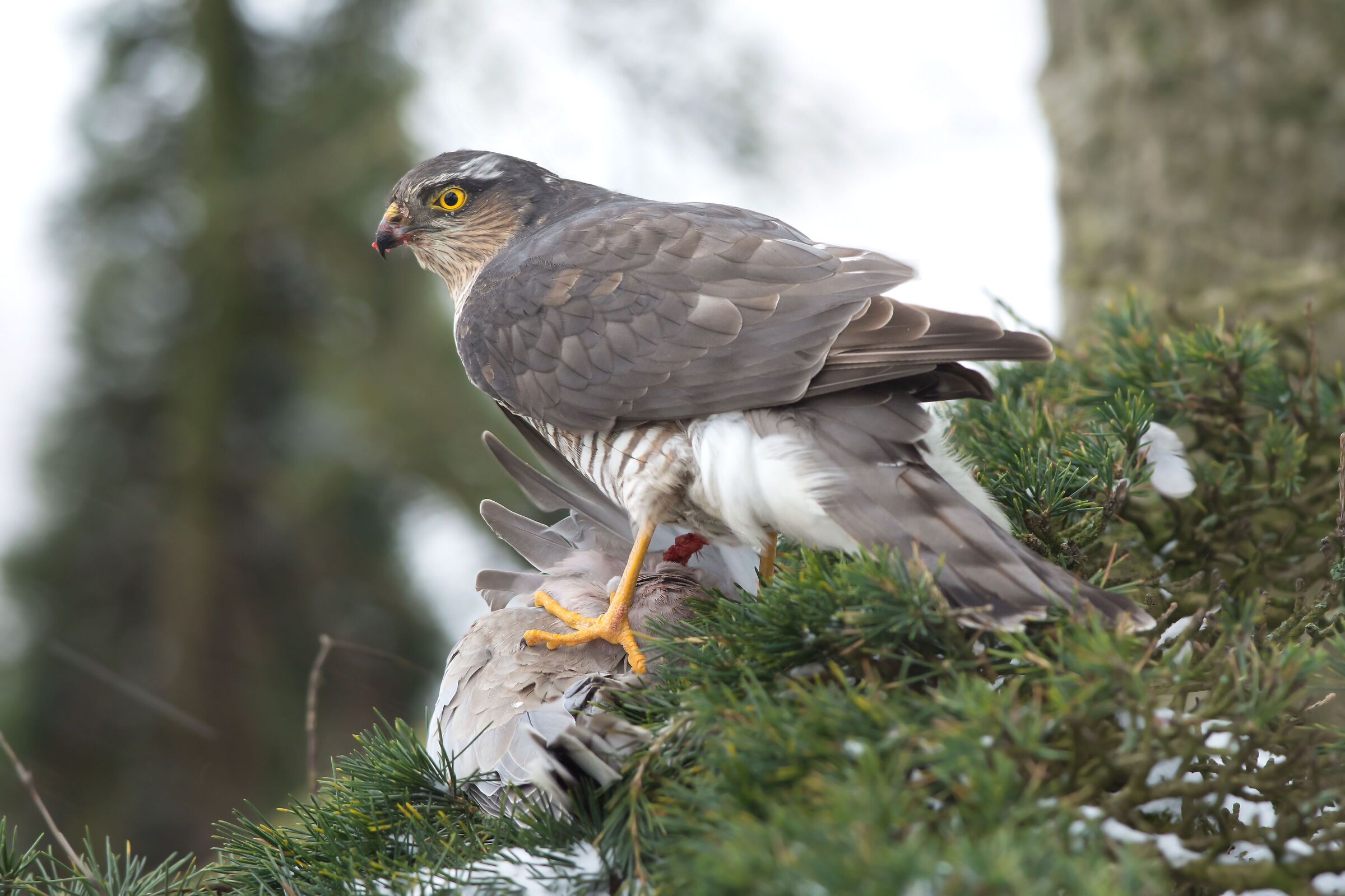 Sparrowhawk with collard dove...