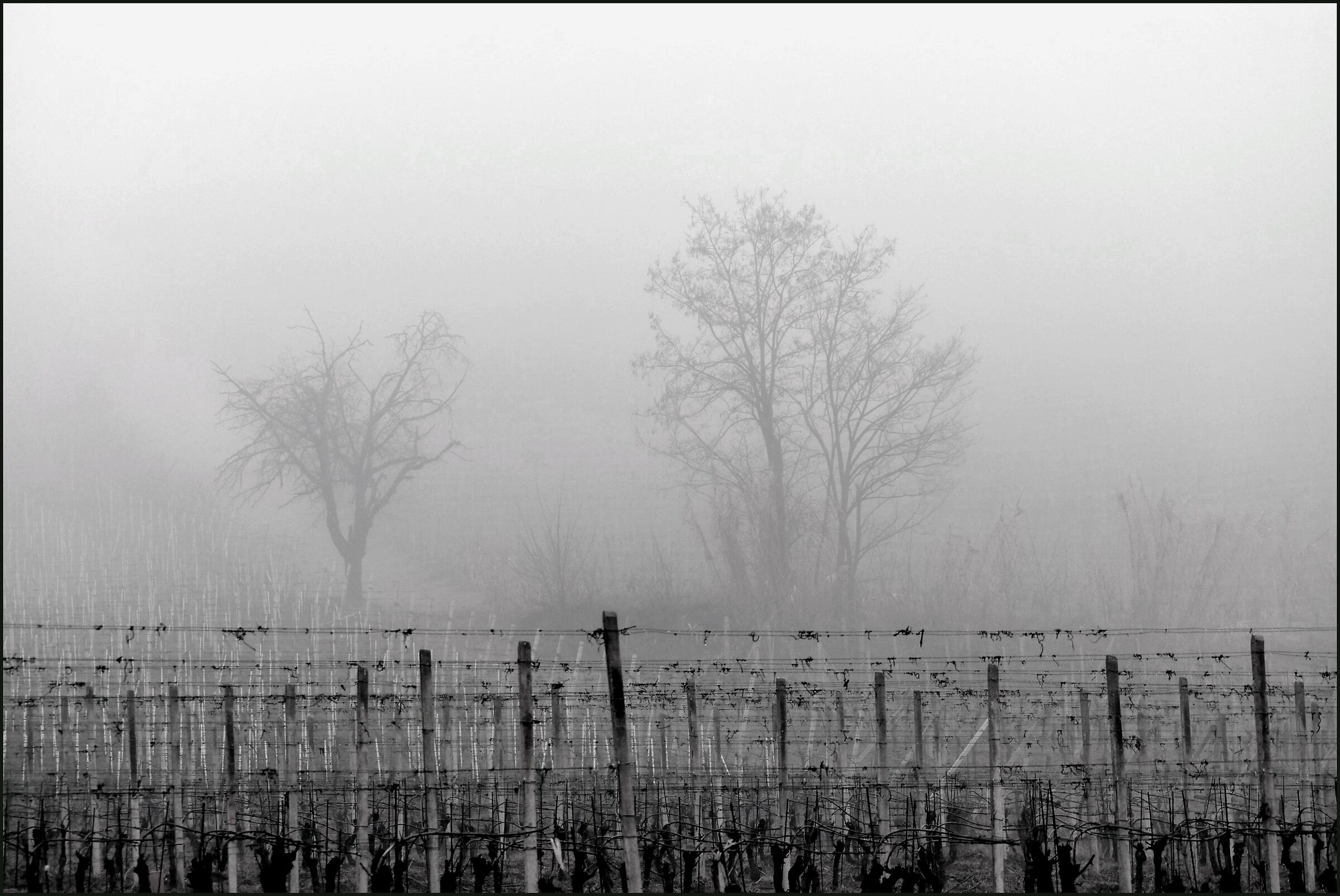 Misty rows...