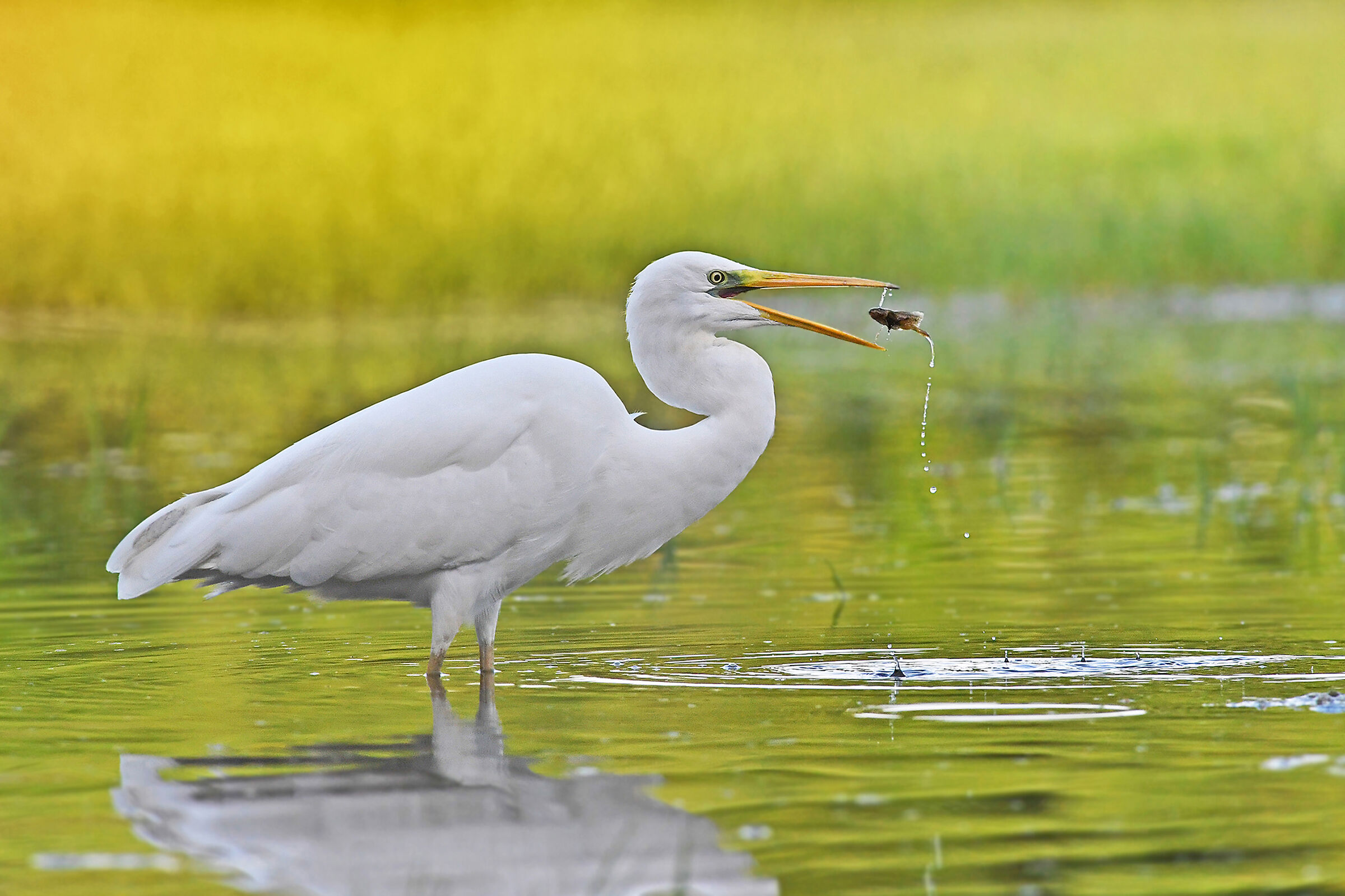 Feather Stories 3 ( Greater White Heron )...