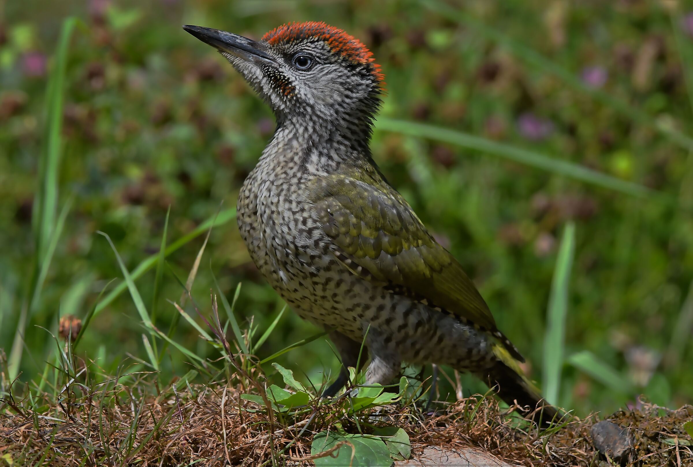 Small green woodpecker...