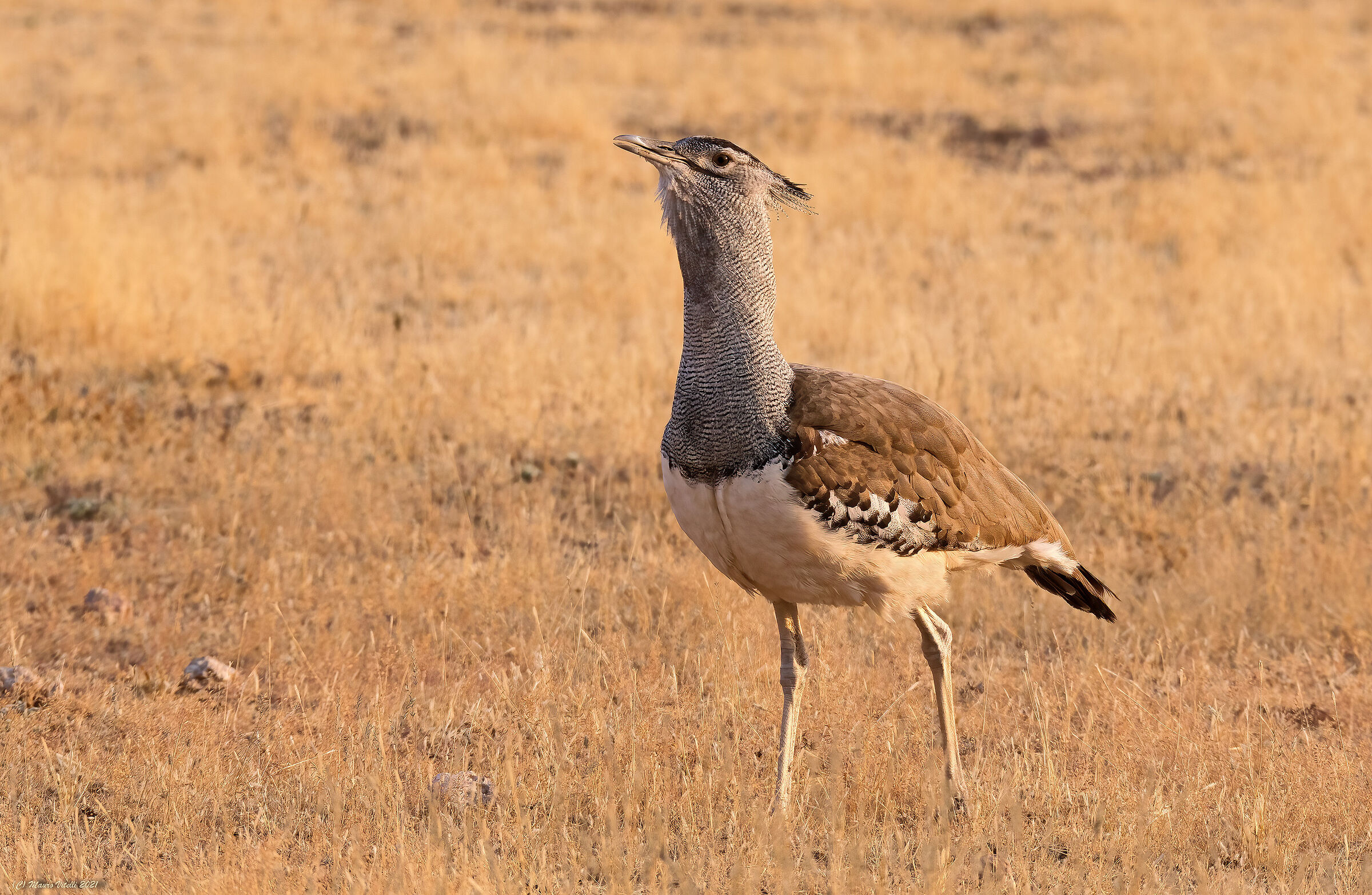 Kori Bustard (Kalahari Botswana)...