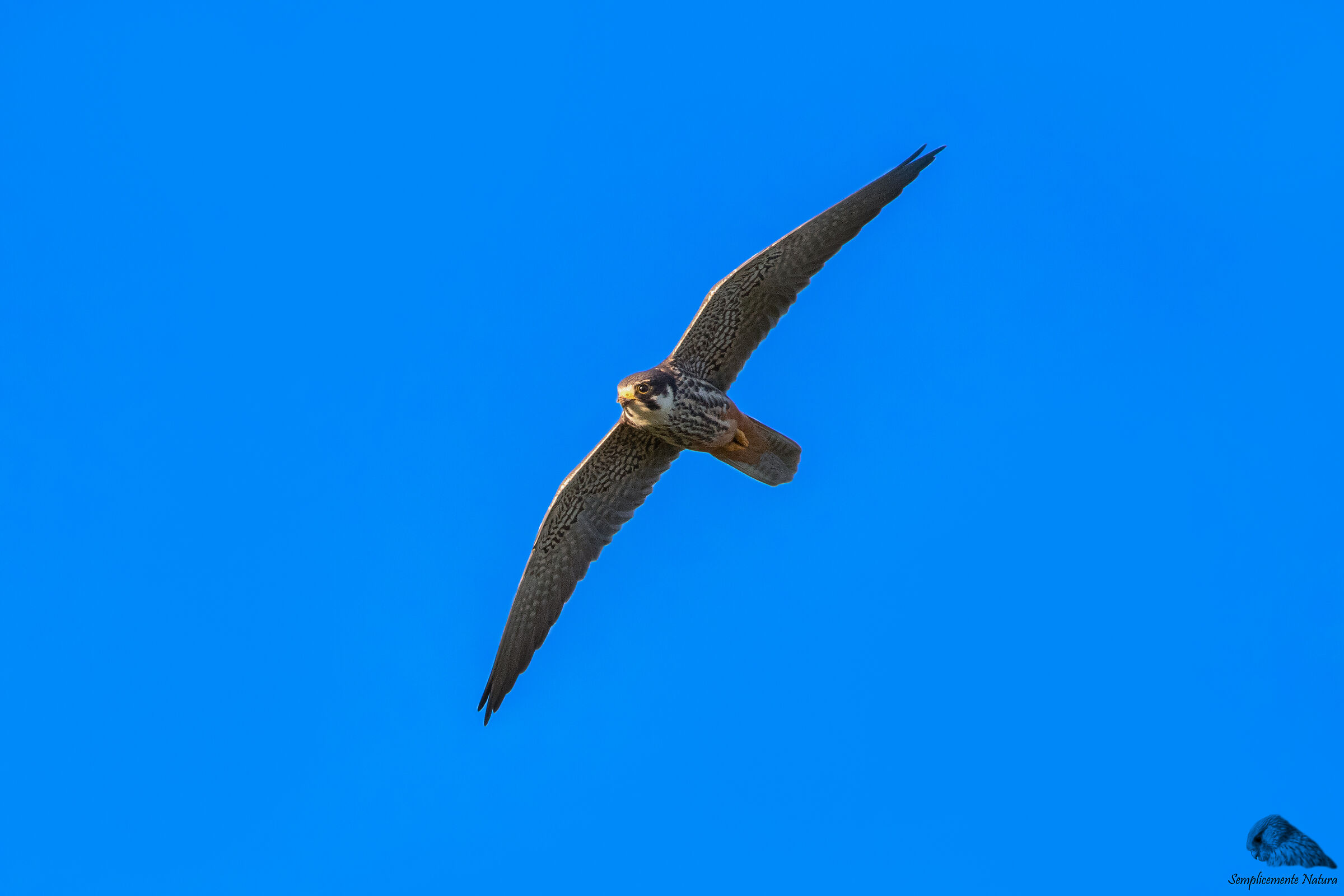 Lodolaio (Falco subbuteo)...