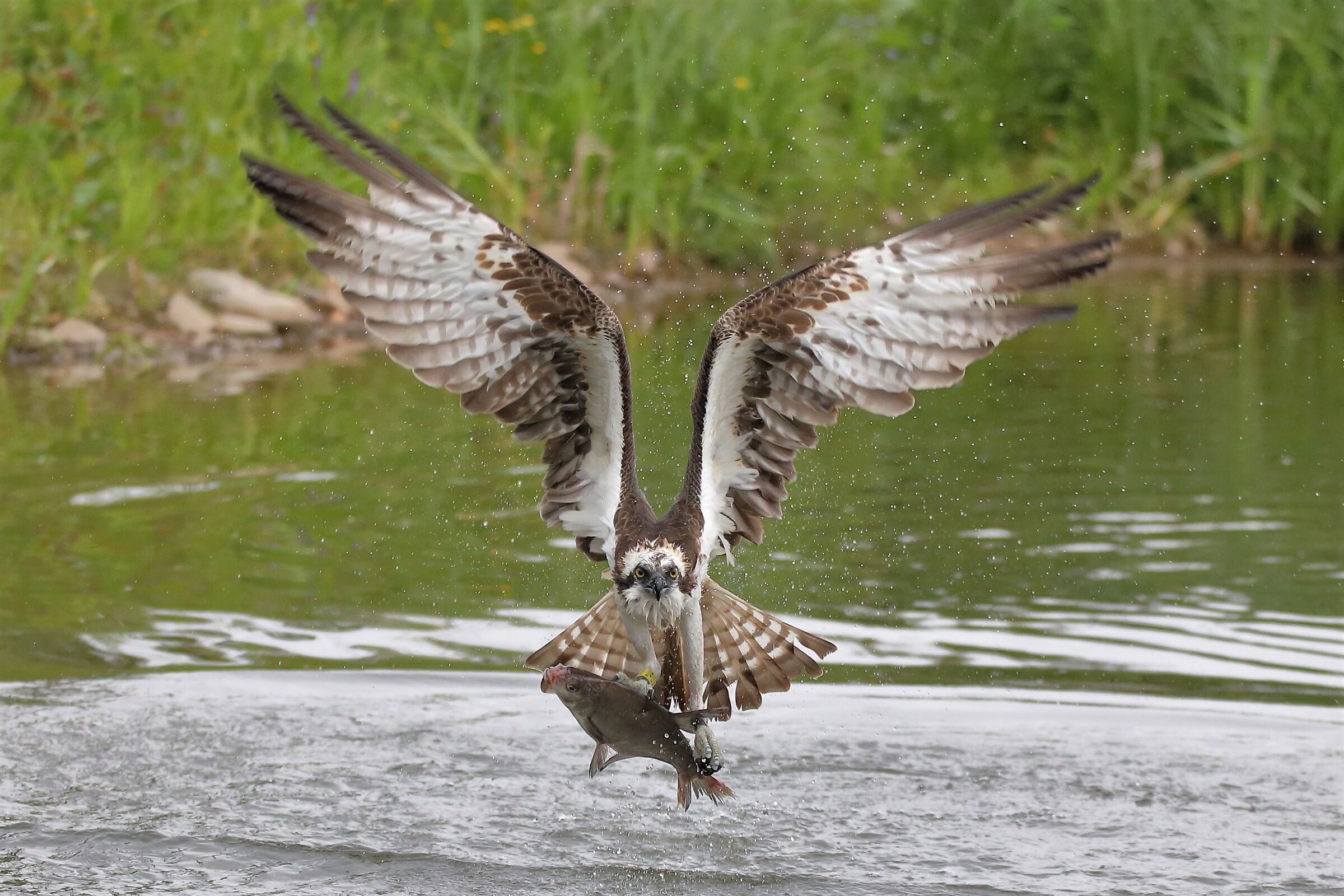 Another osprey...