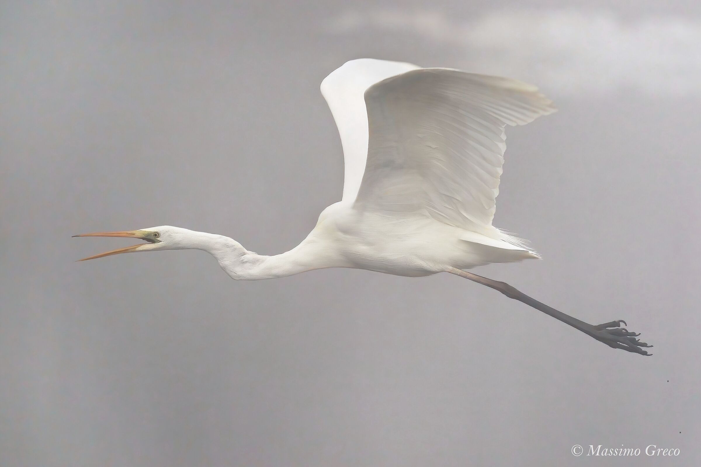 A Ghost in the Mist - Major White Heron...