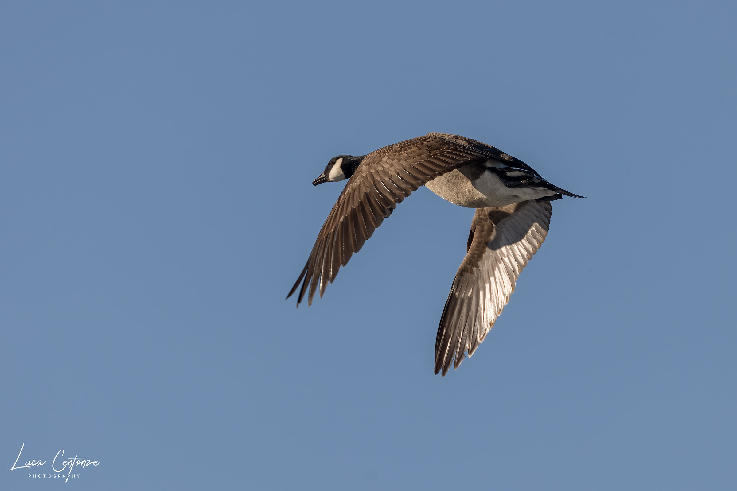 Canadian Goose in Flight (Branta canadensis)...