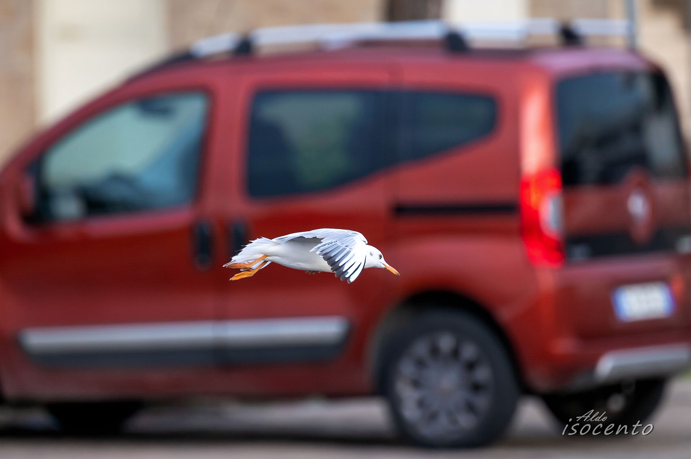 Urban seagull...