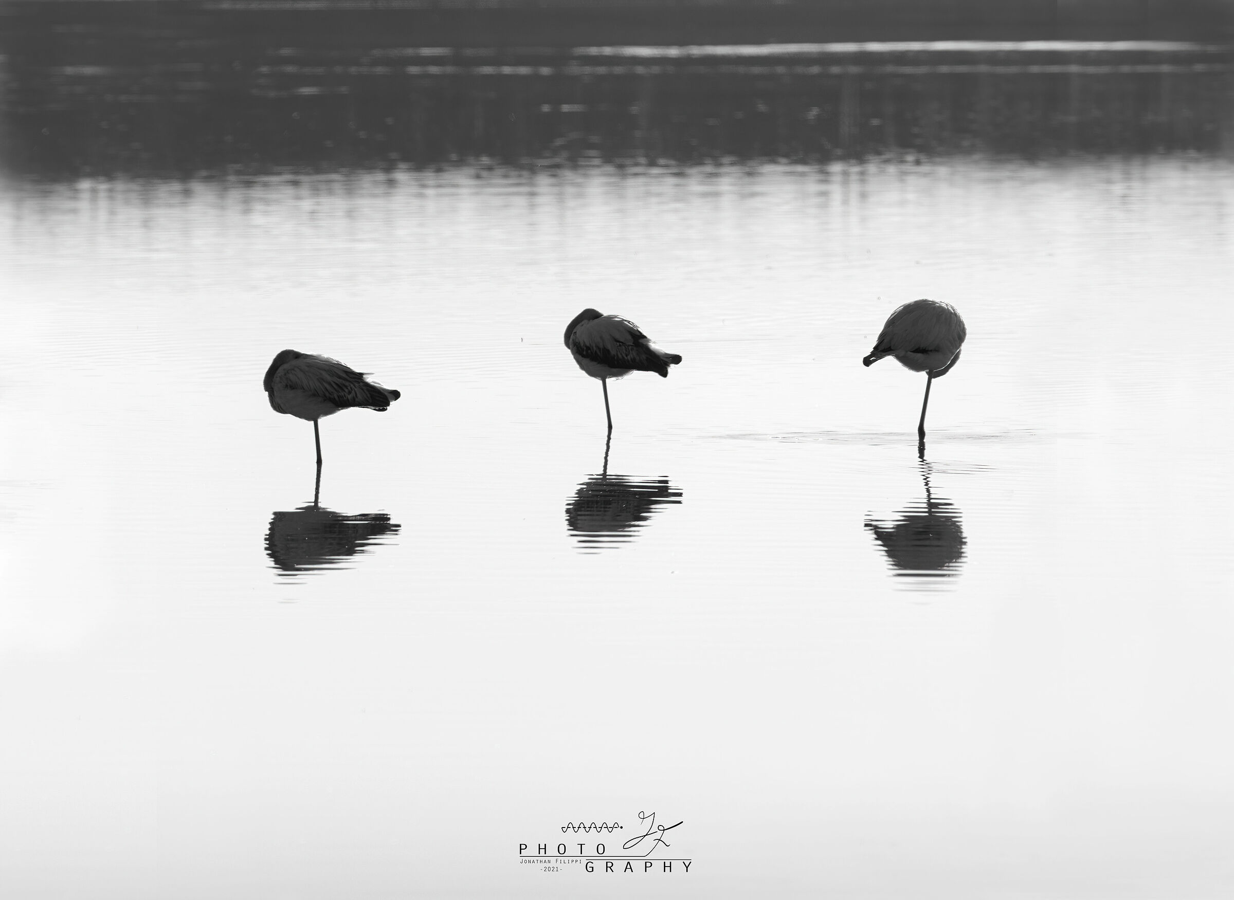 Flamingo reflections...