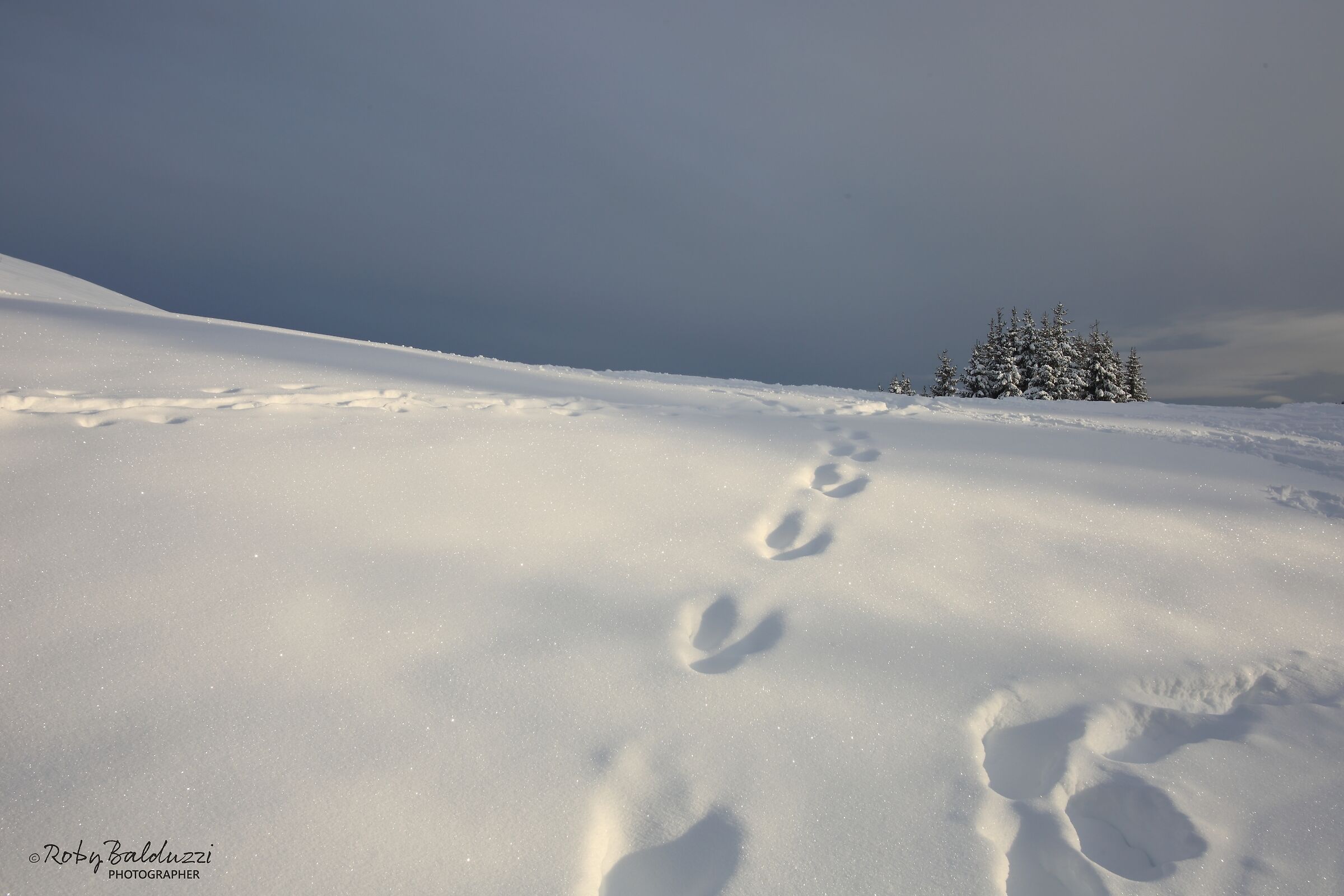 Footsteps in the Snow...