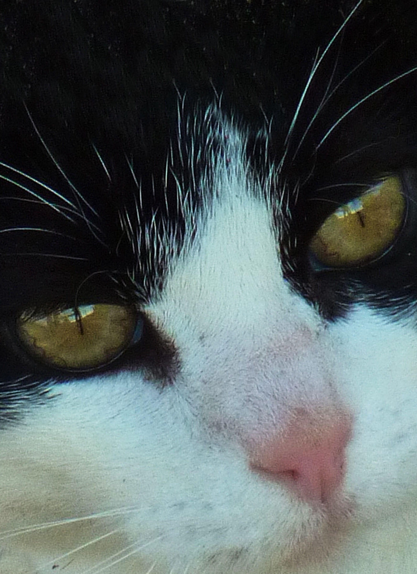 Eyes of ra... Cat...