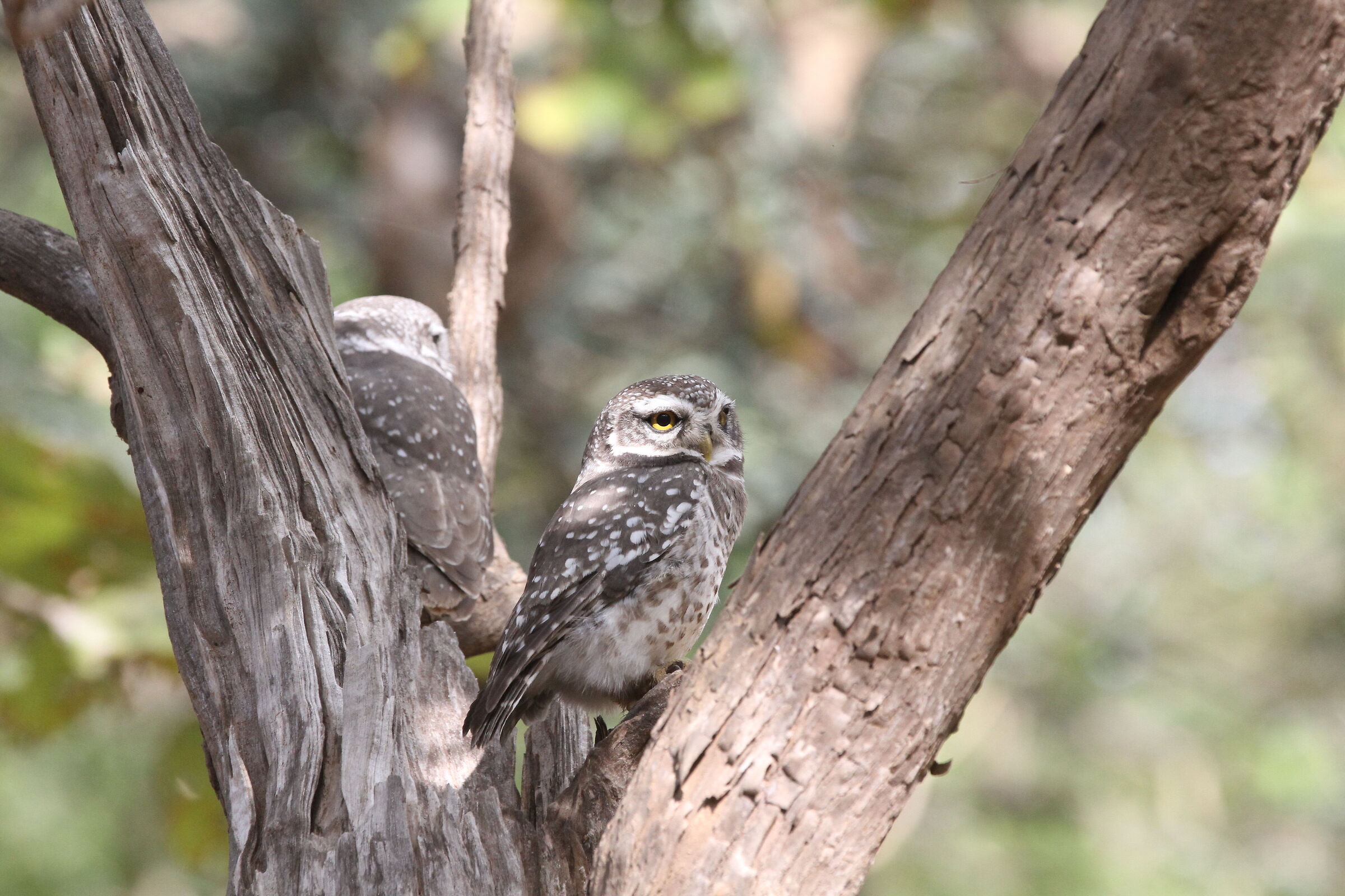 Spotted Owl (Athene brama)...