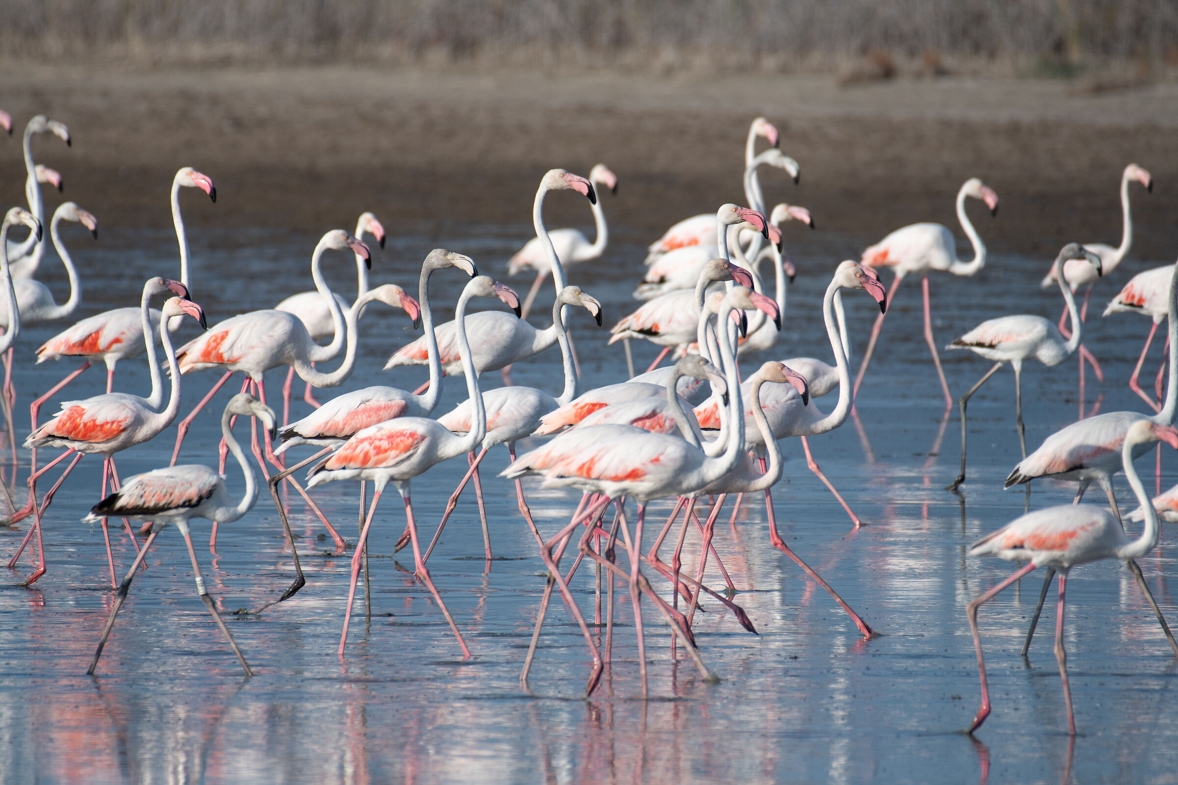 flamingo parade...