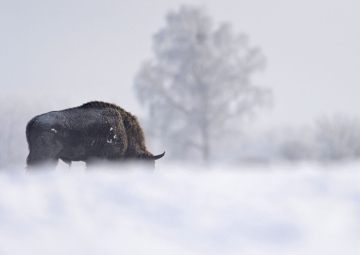 Winter European bison...
