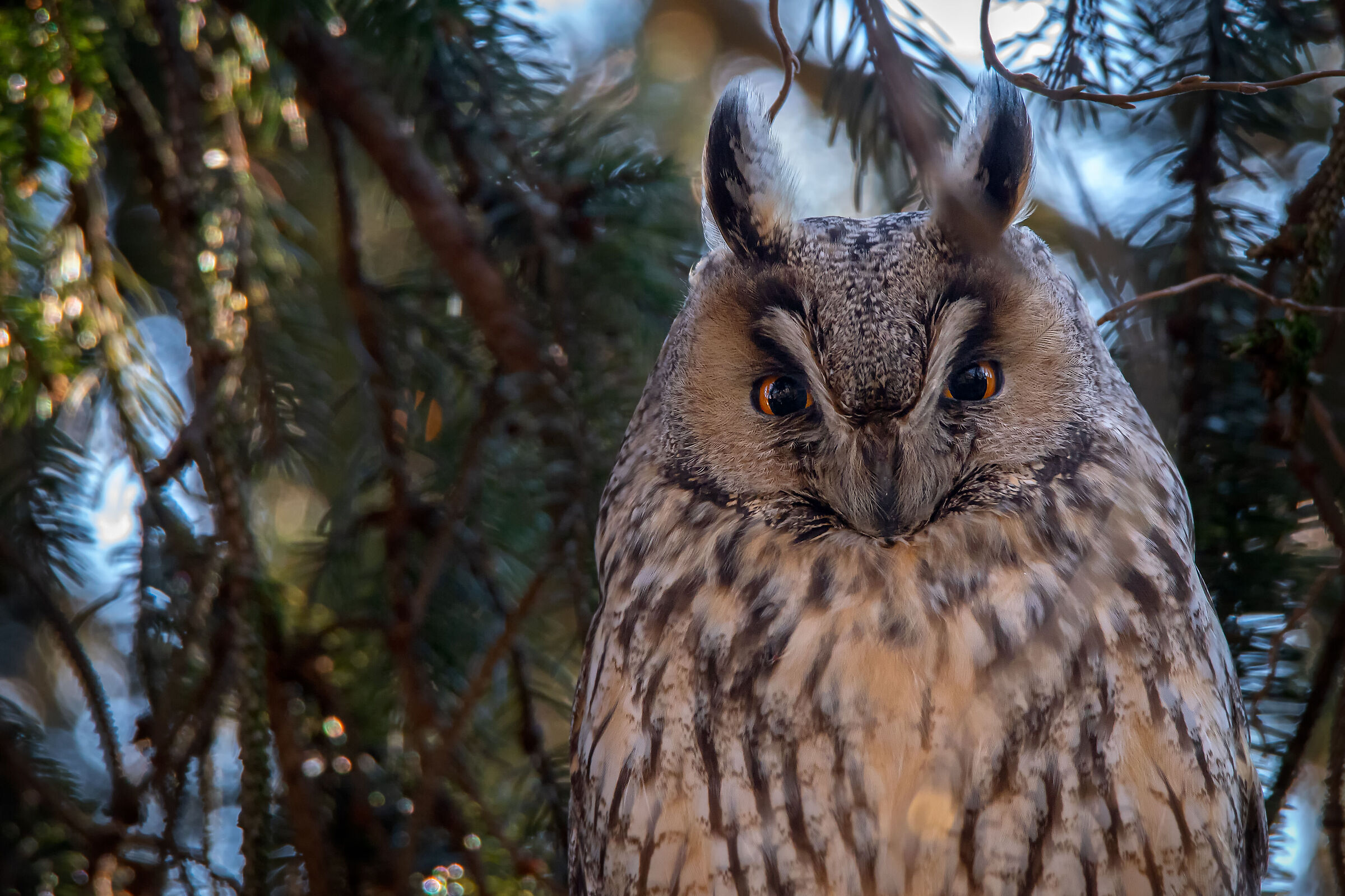 Portrait of an Owl...