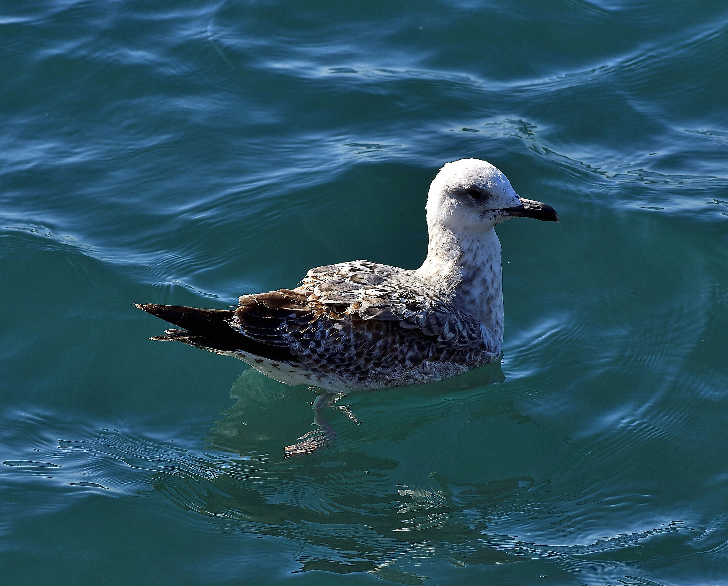 Royal Seagull walking in the February sea...