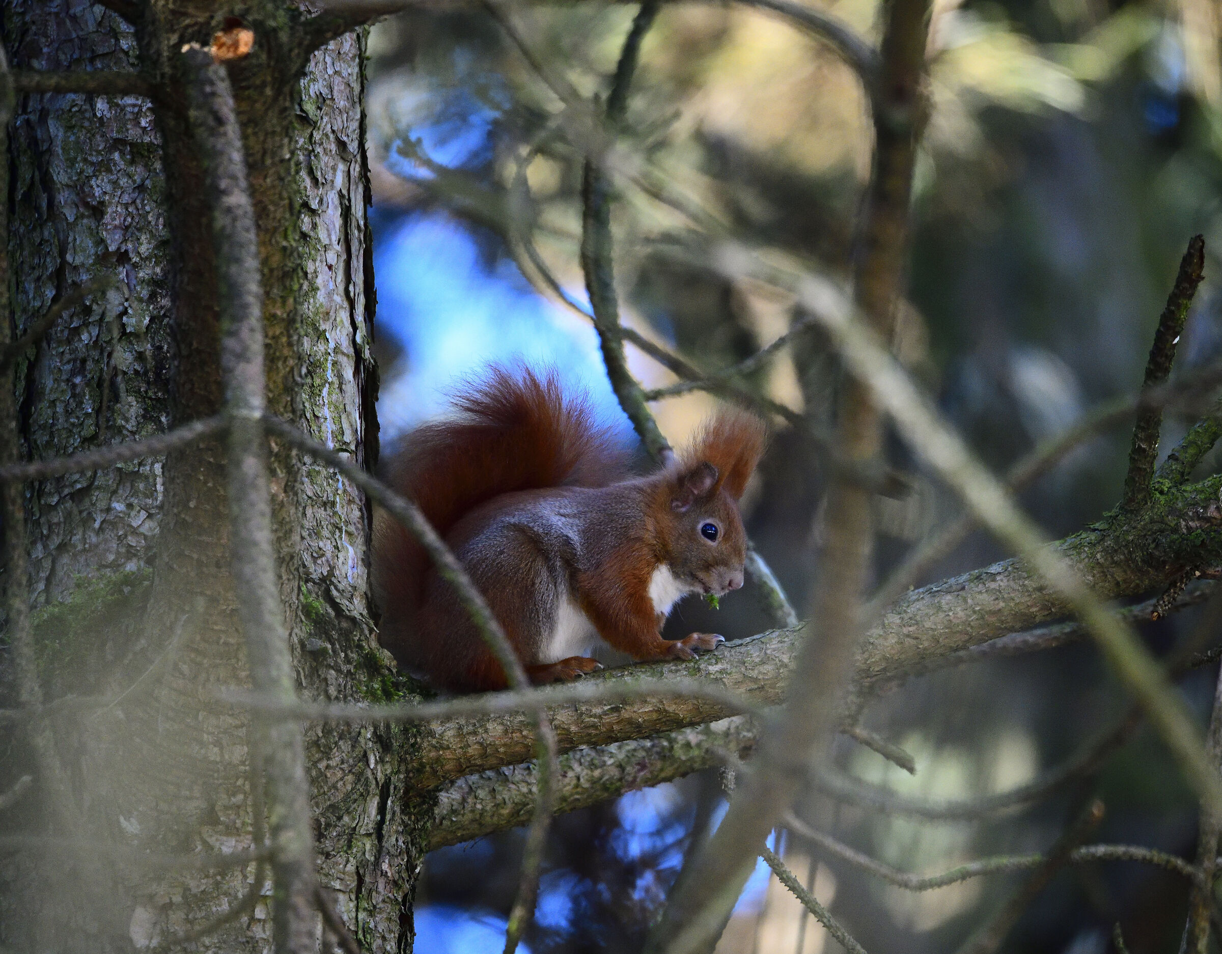 Sciurus vulgaris (red squirrel)...