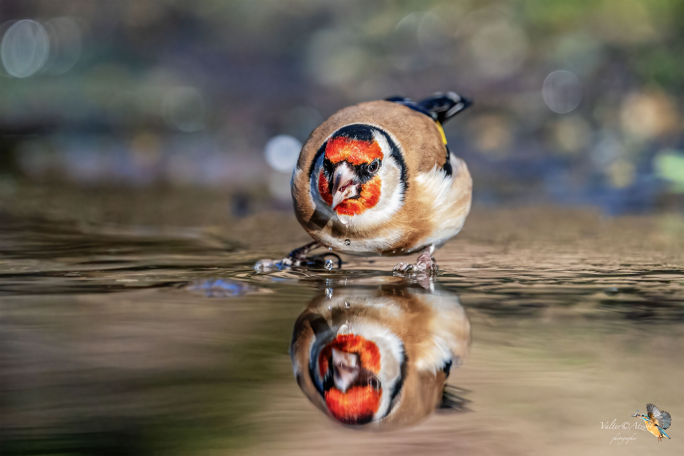 Mirror goldfinch...