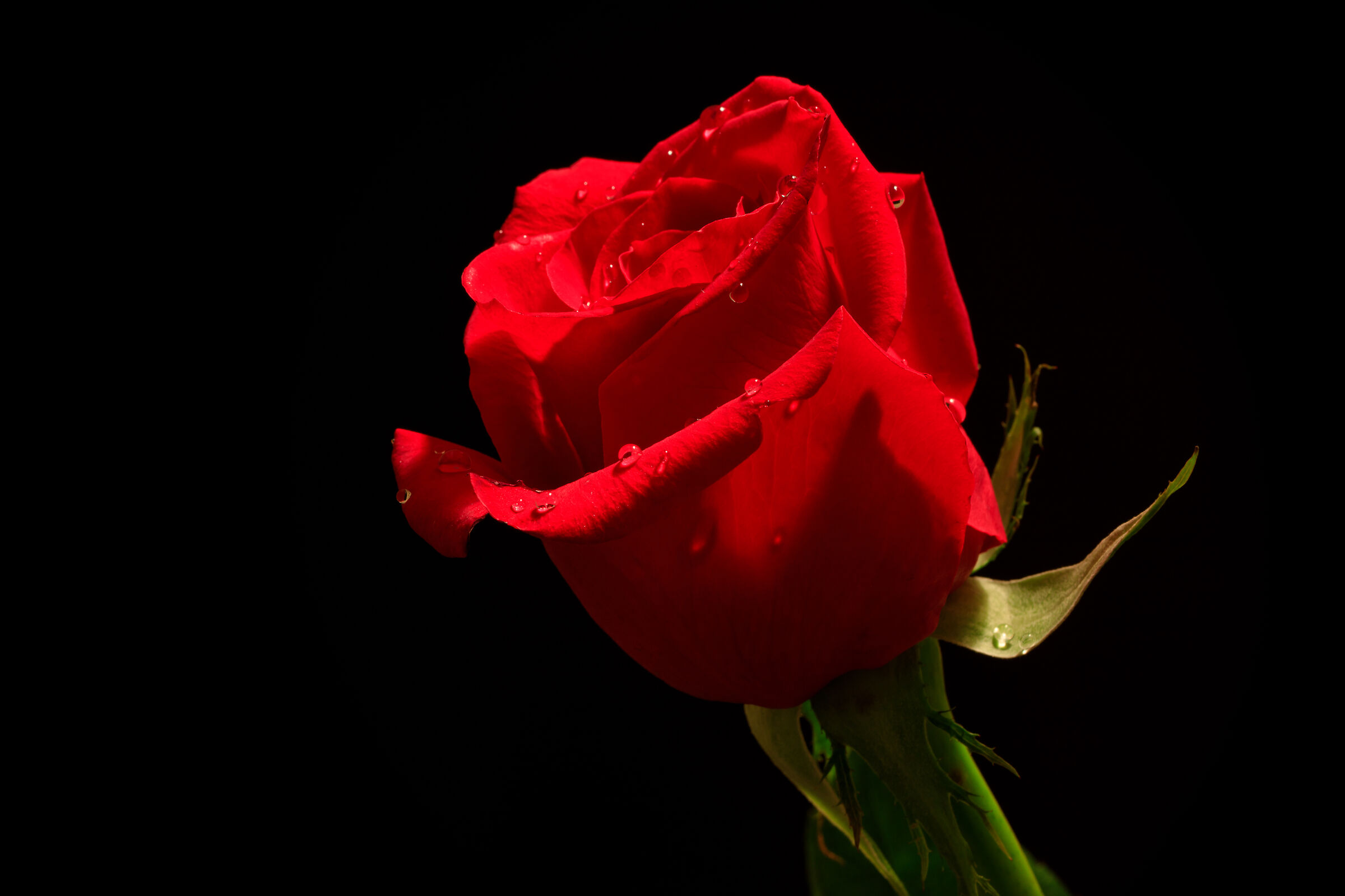La rosa più bella sei tu...