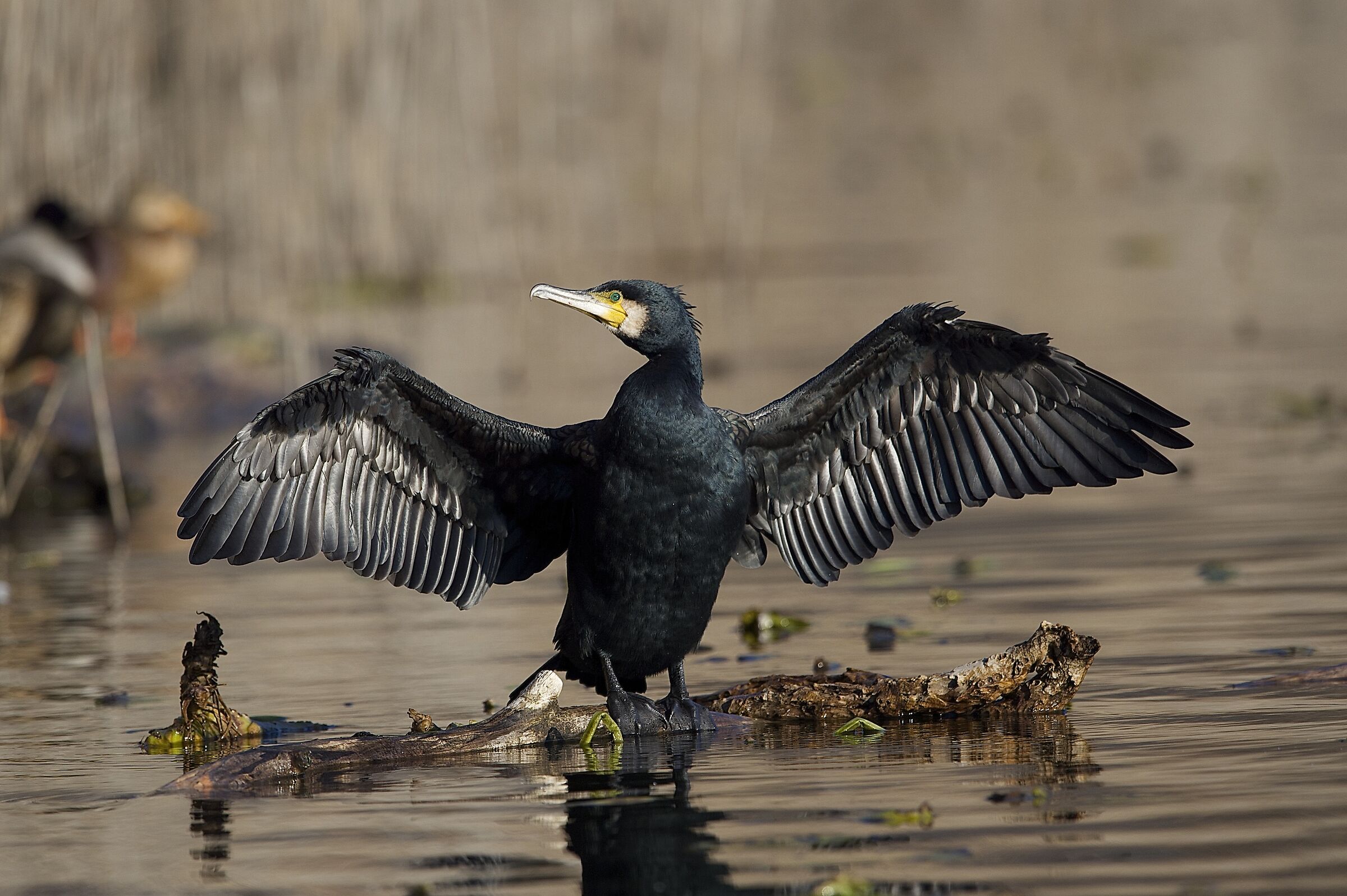 Cormorant...