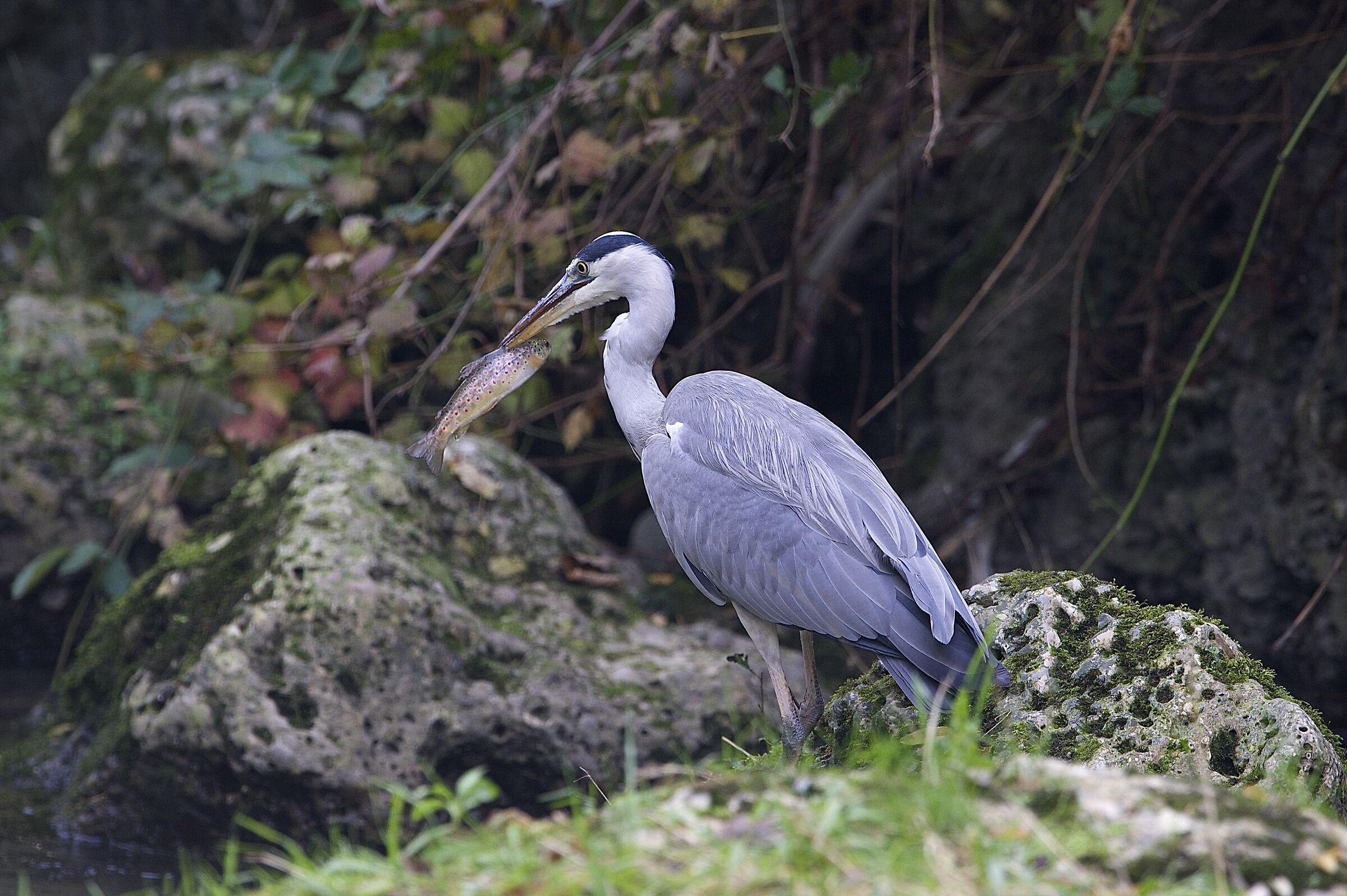 gray heron...