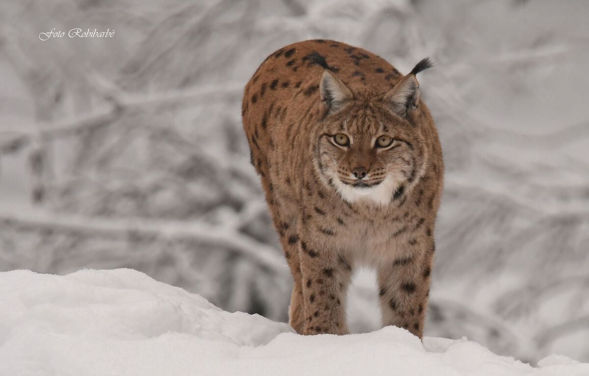 Lince......