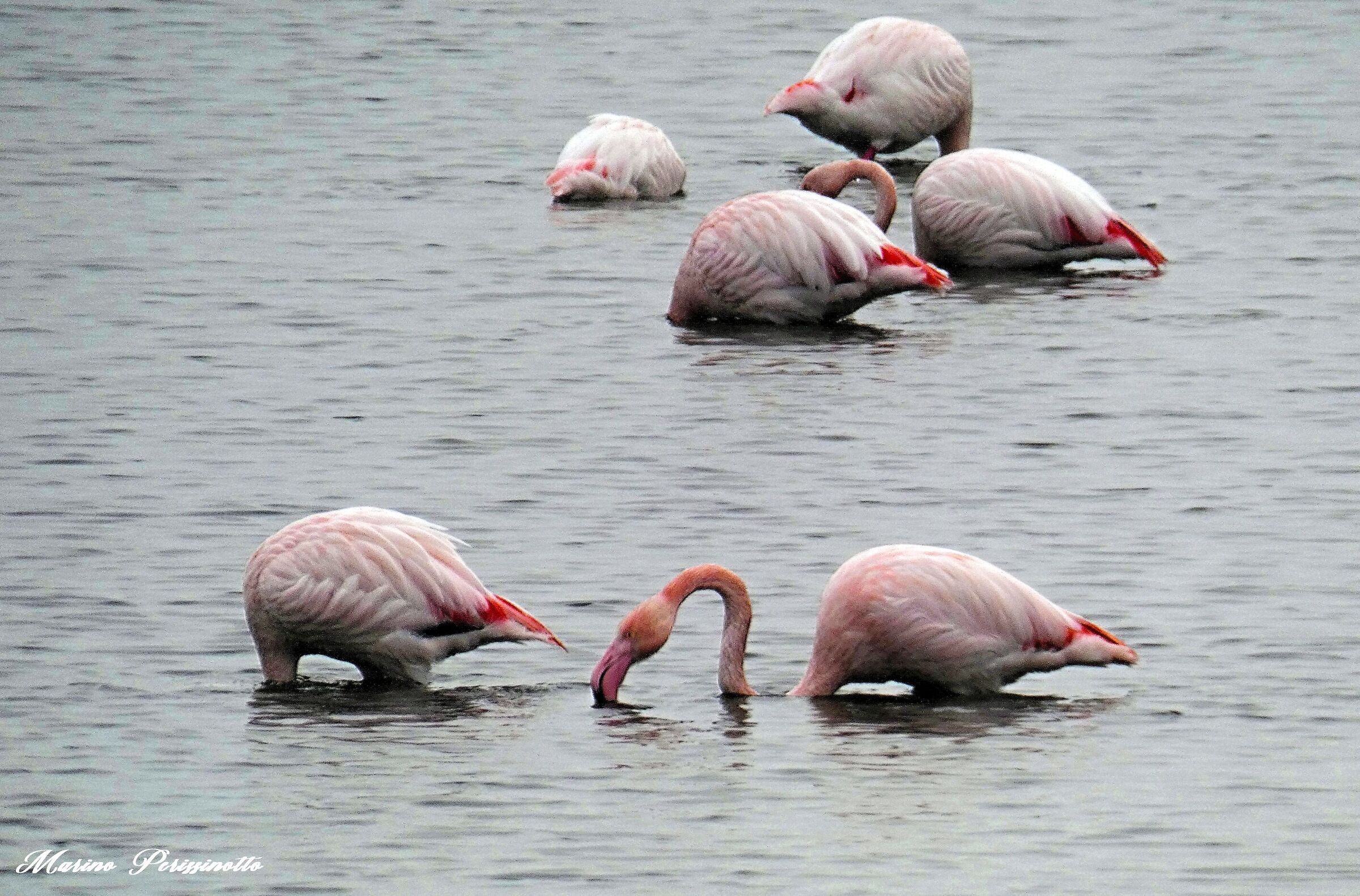 Flamingos, Dogà Valley, Venice Lagoon...