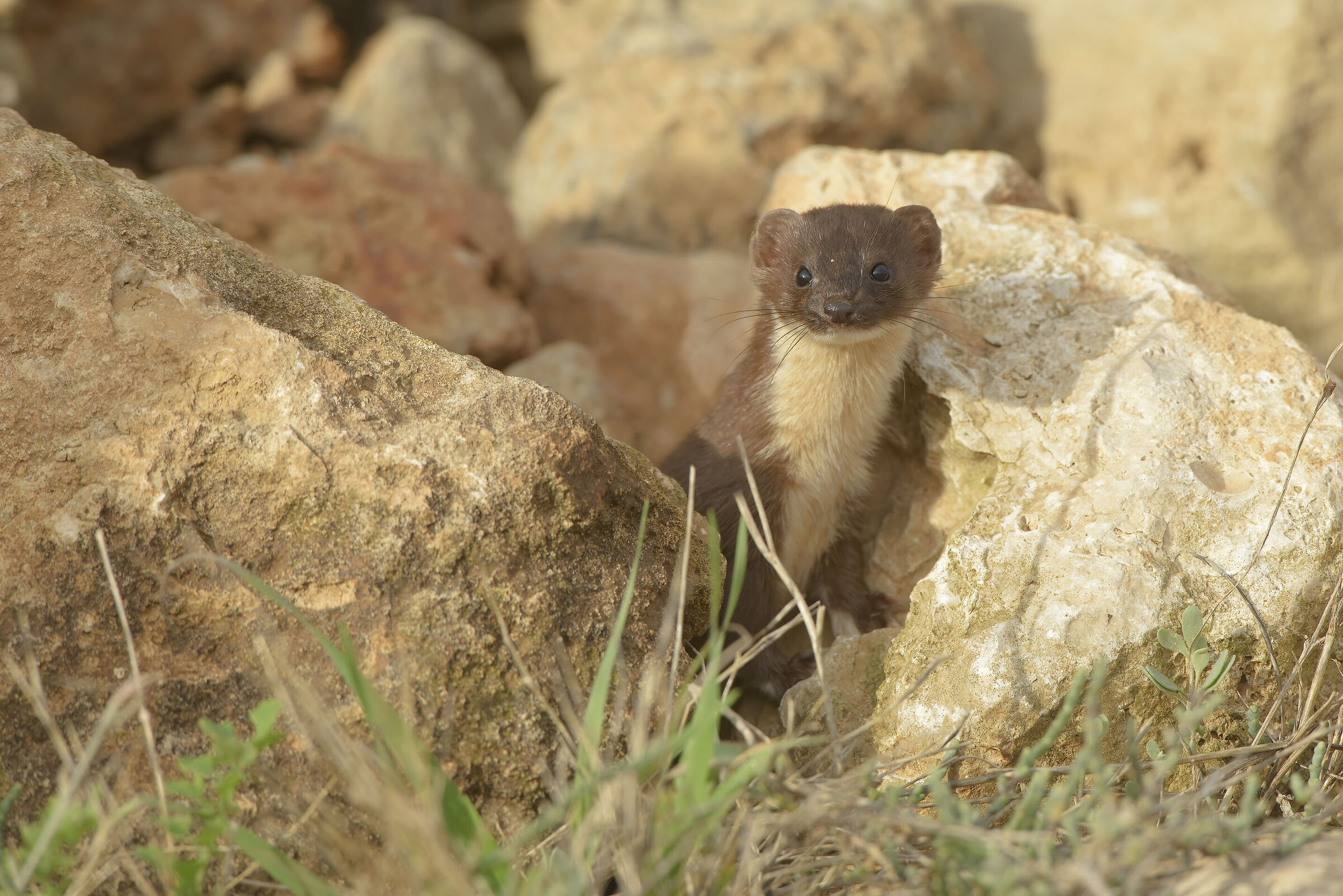 Sardinian weasel (Mustela nivalis boccamela)...