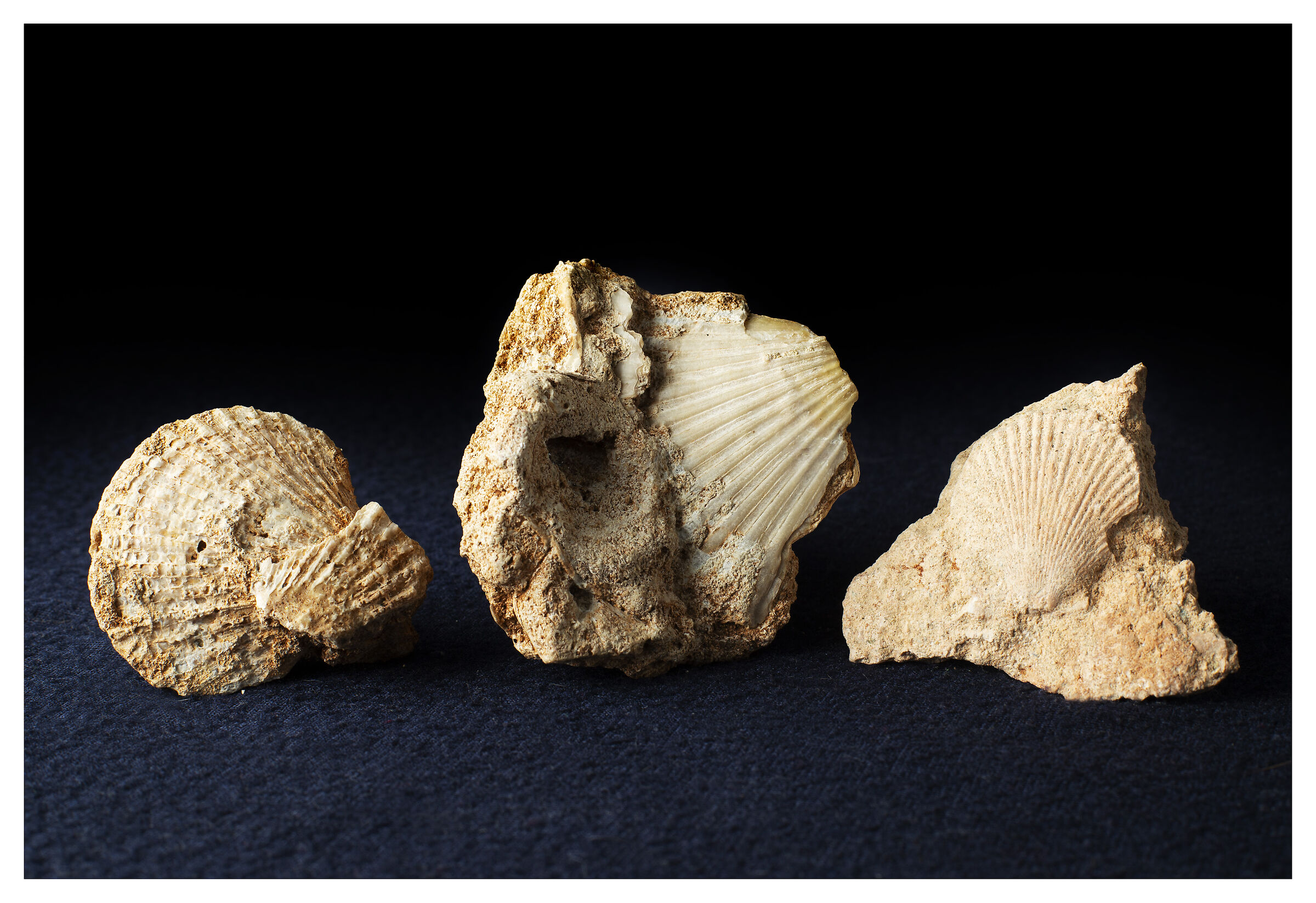 Very dramatic fossil shells!...
