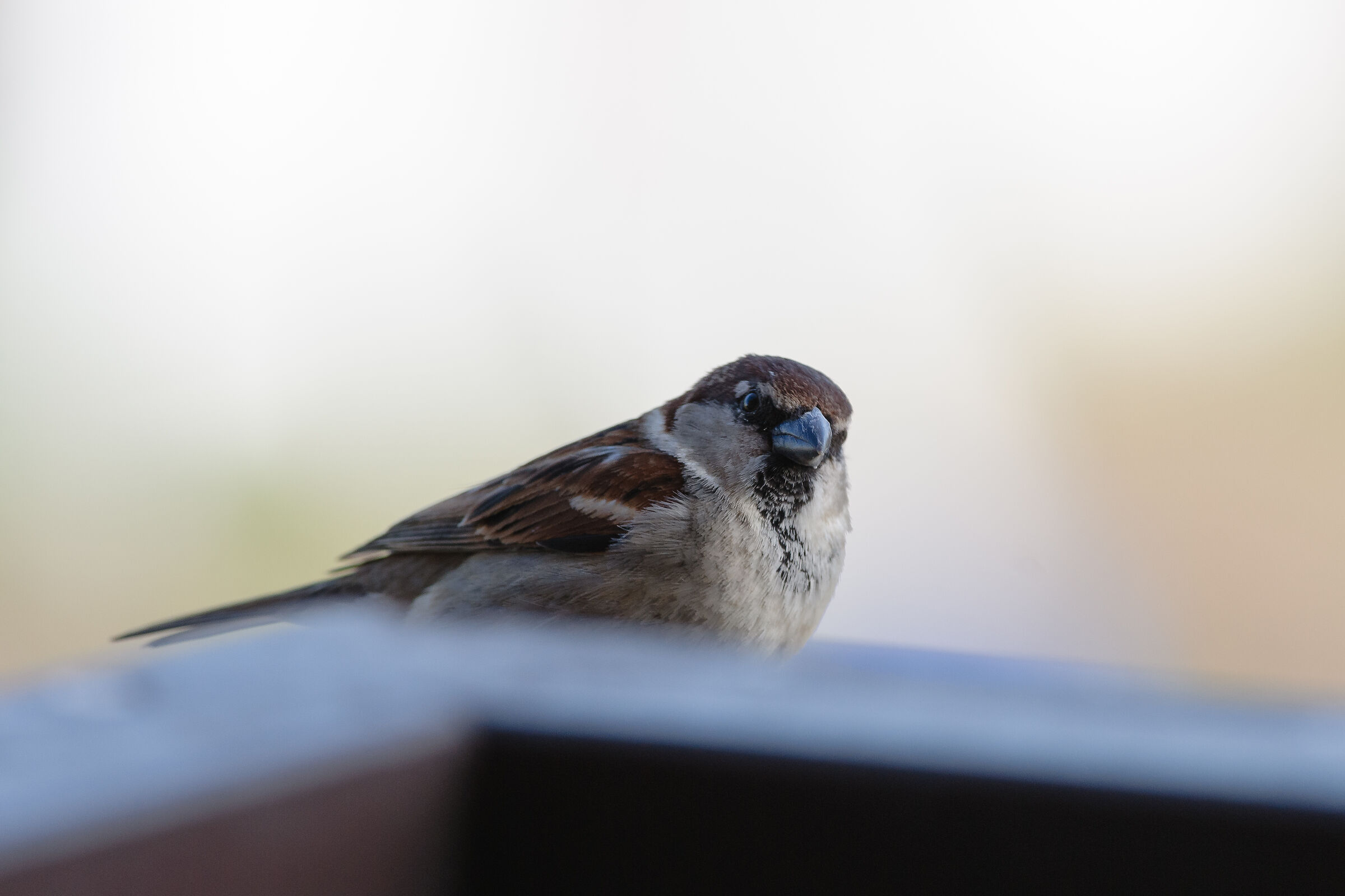 Sparrow...