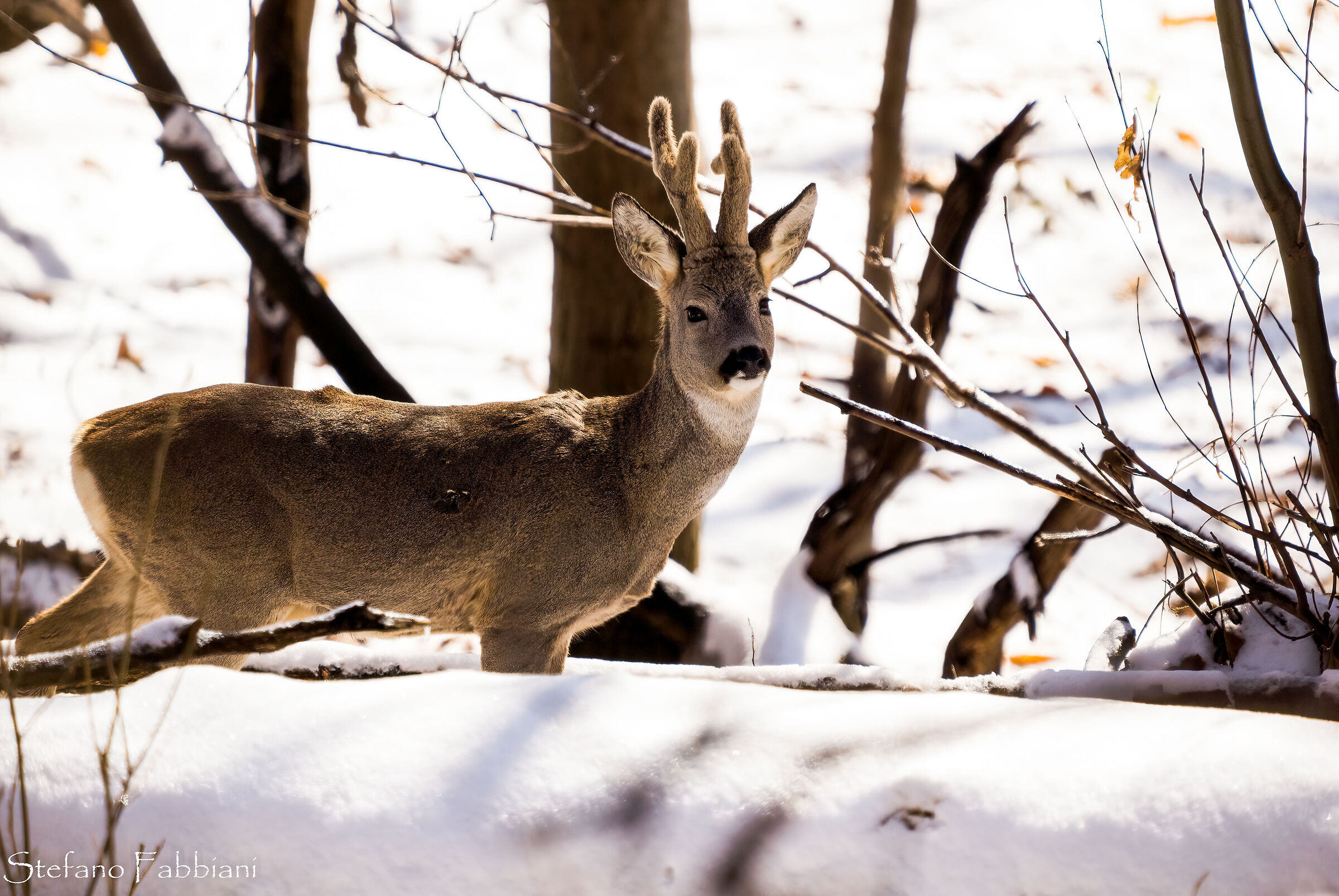 Roe deer in the snow...