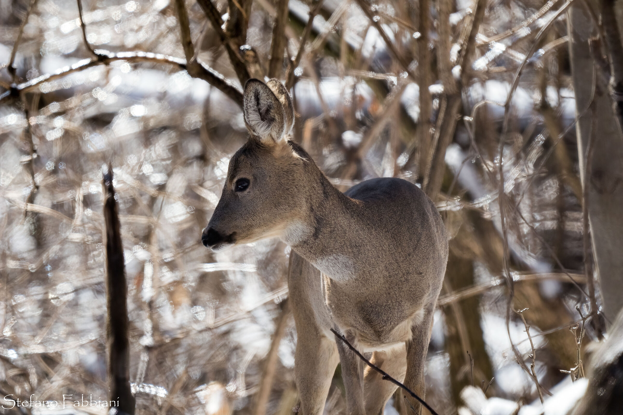Roe deer in the snow 3...