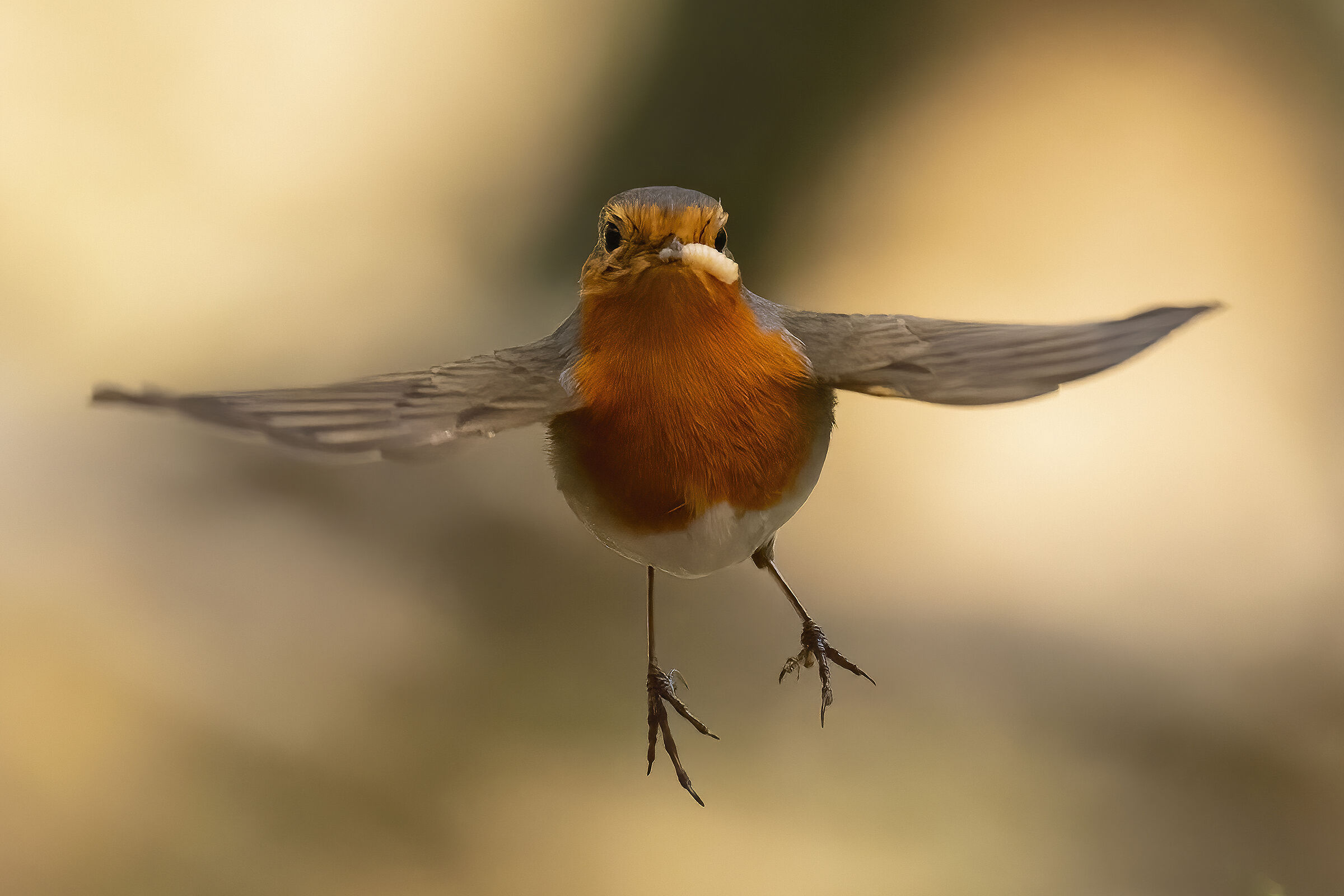 robin with prey...
