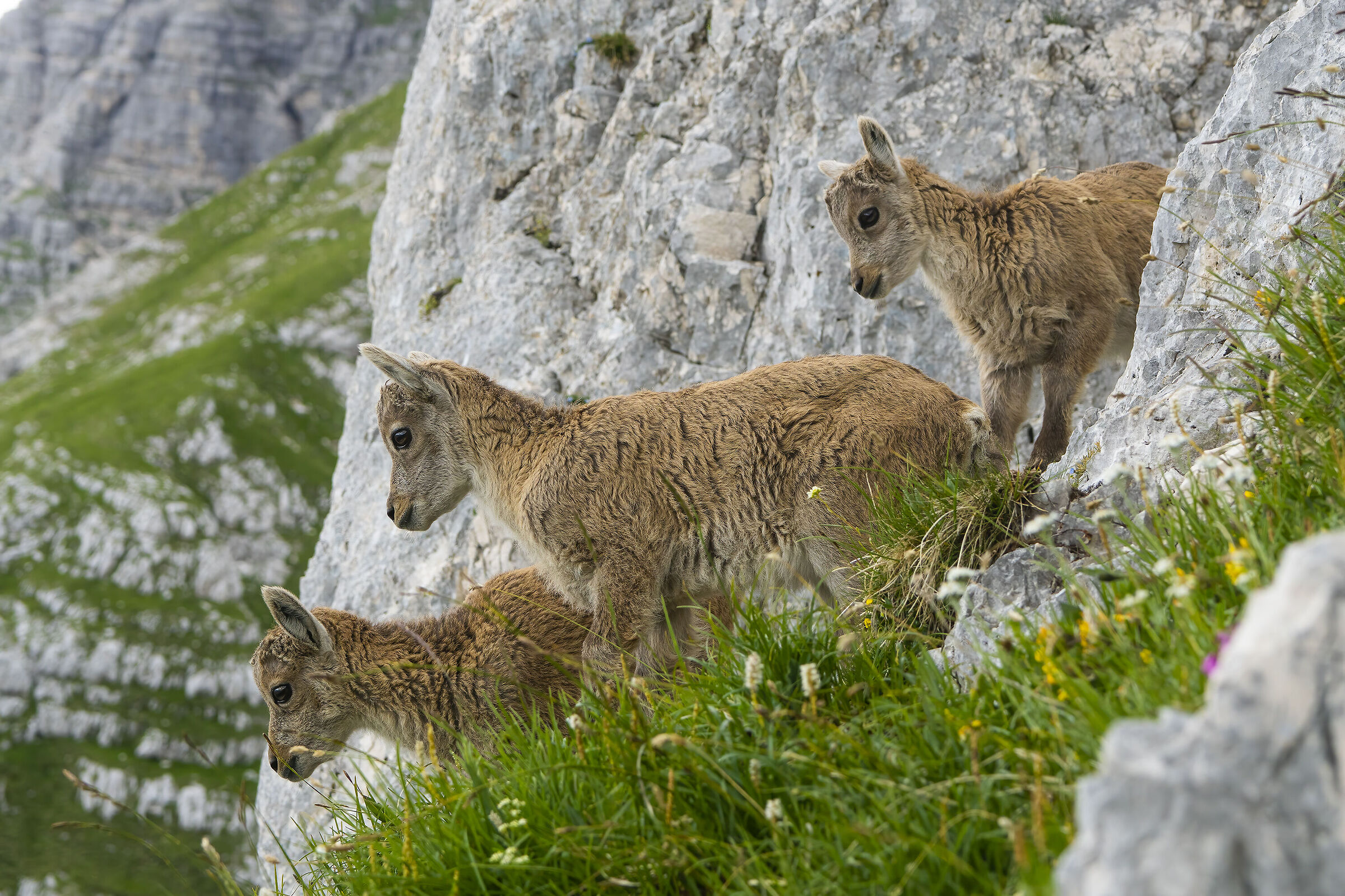 Hat-trick of young ibexes, Julian Alps...