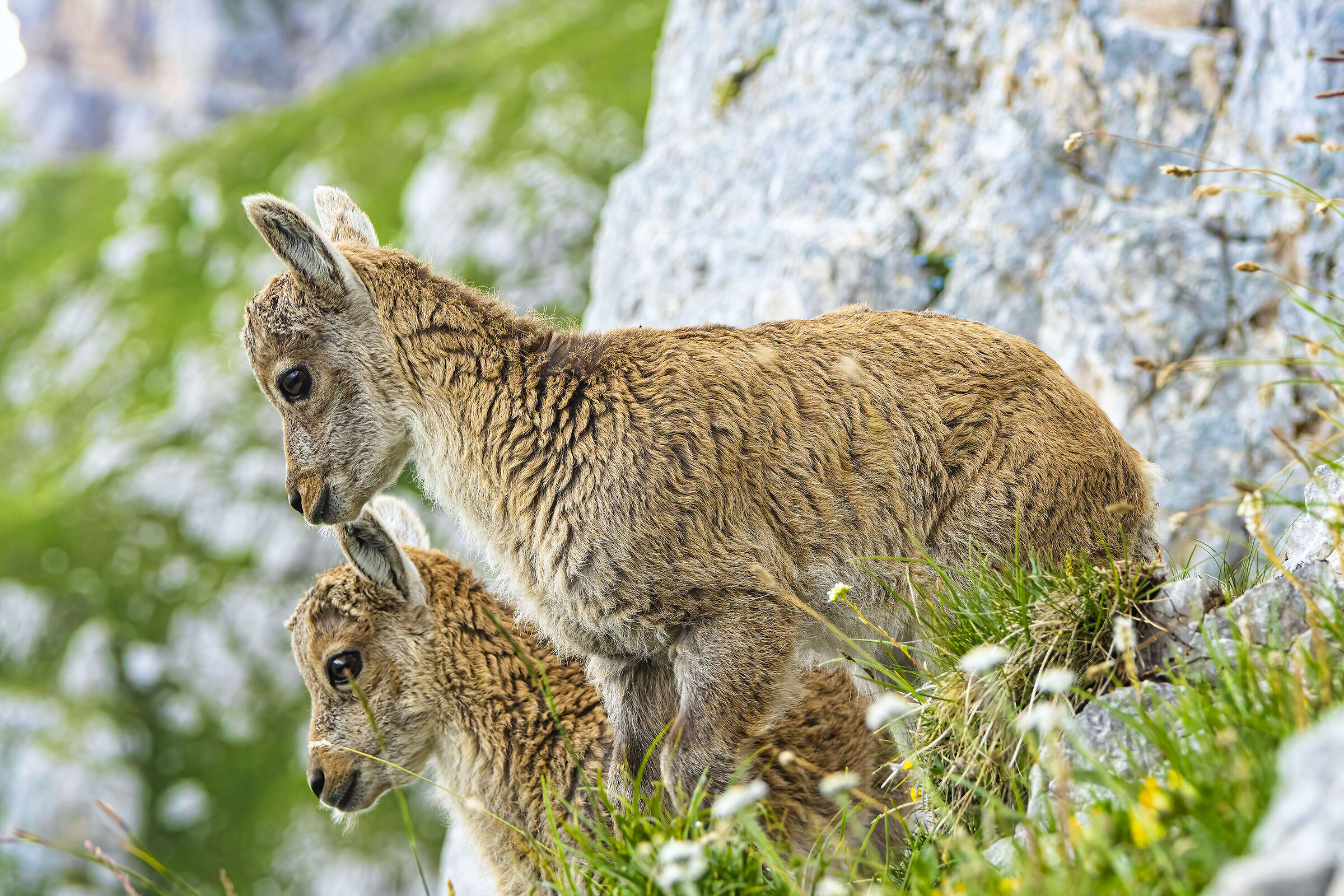 Couple of young ibexes, Julian Alps...