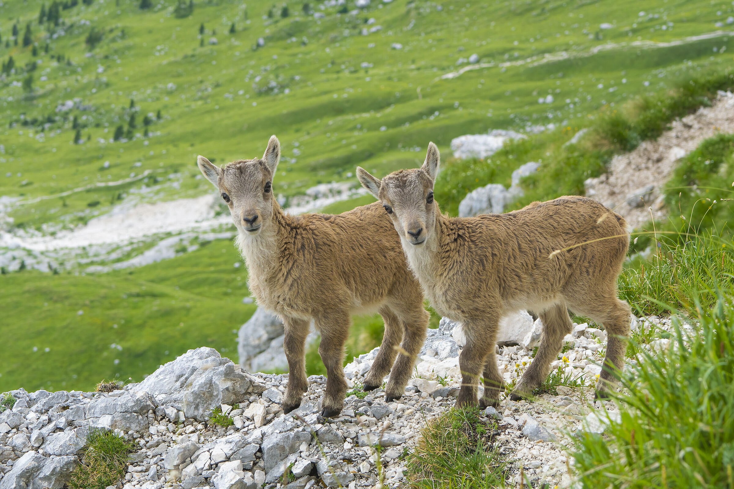 Couple of young ibexes, Julian Alps...