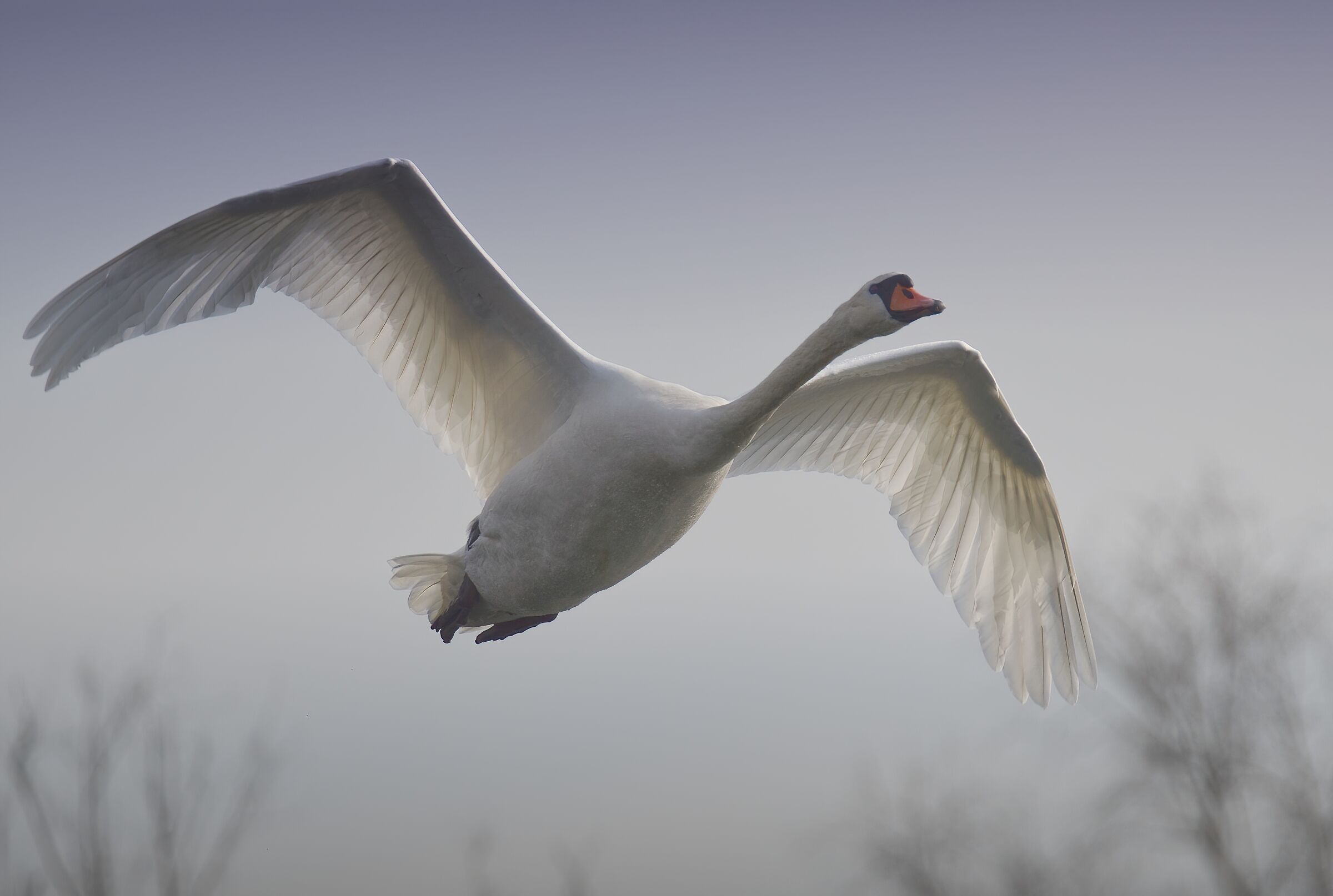 The Swan Flight...