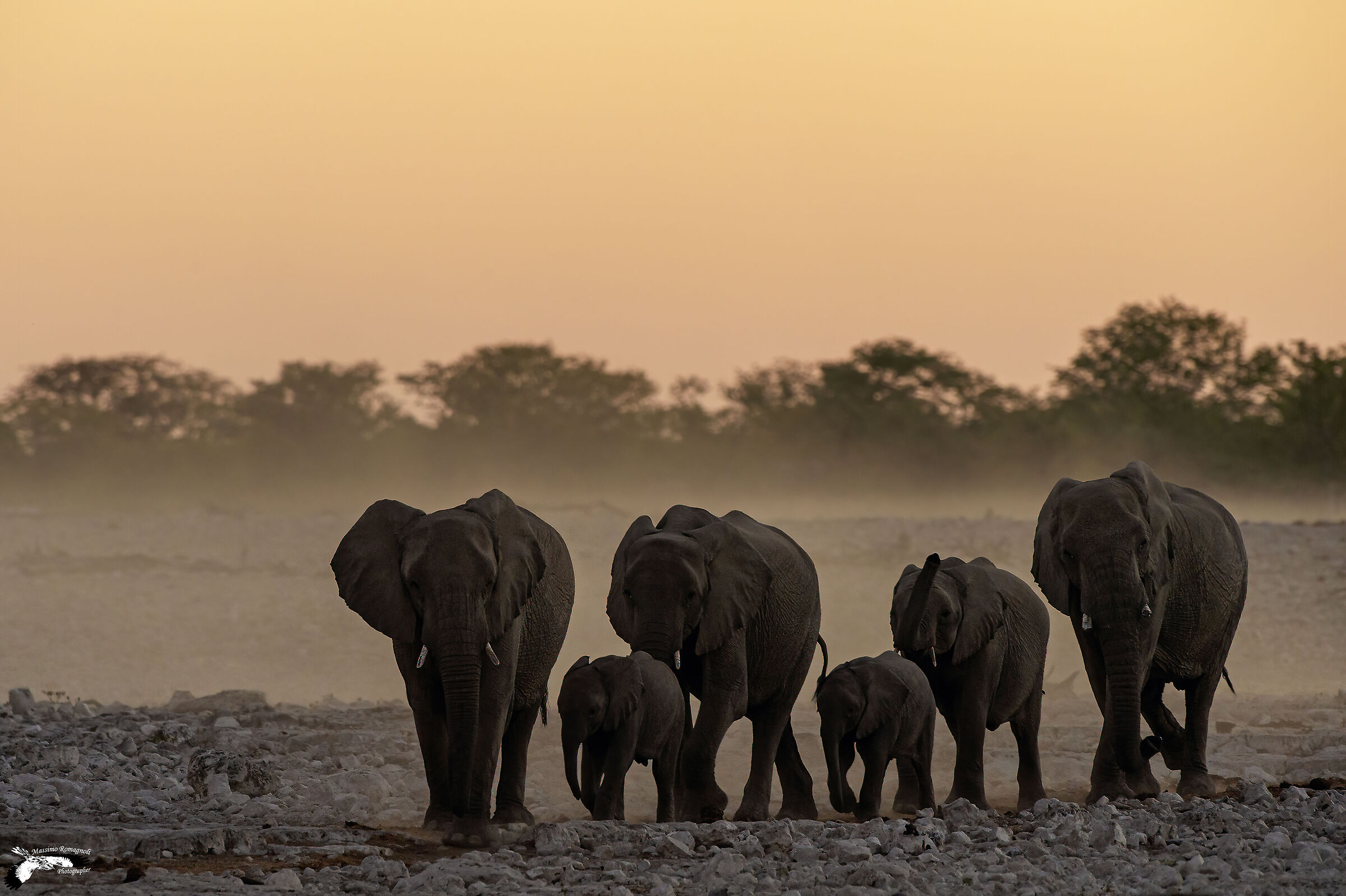 Elefanti al tramonto...