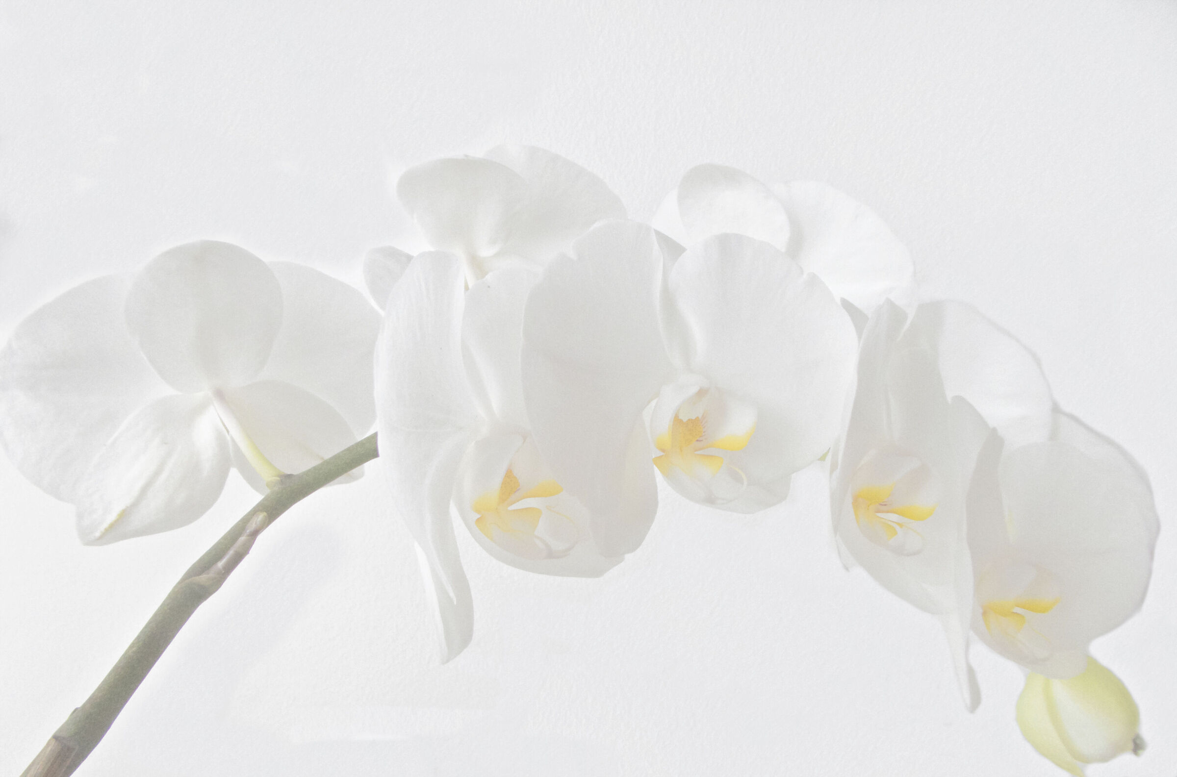 White Phalaenopsis...