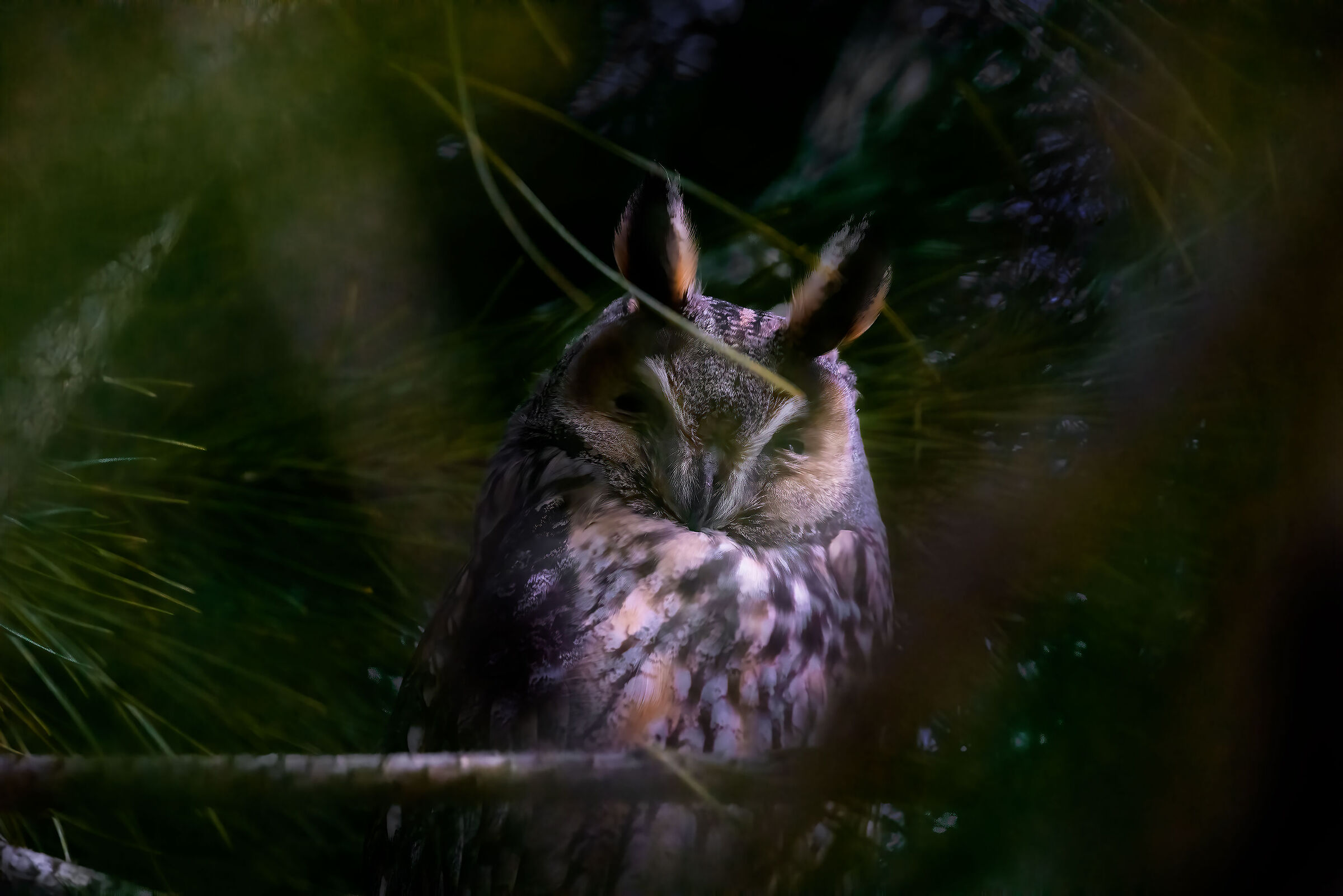 Dormant common owl...