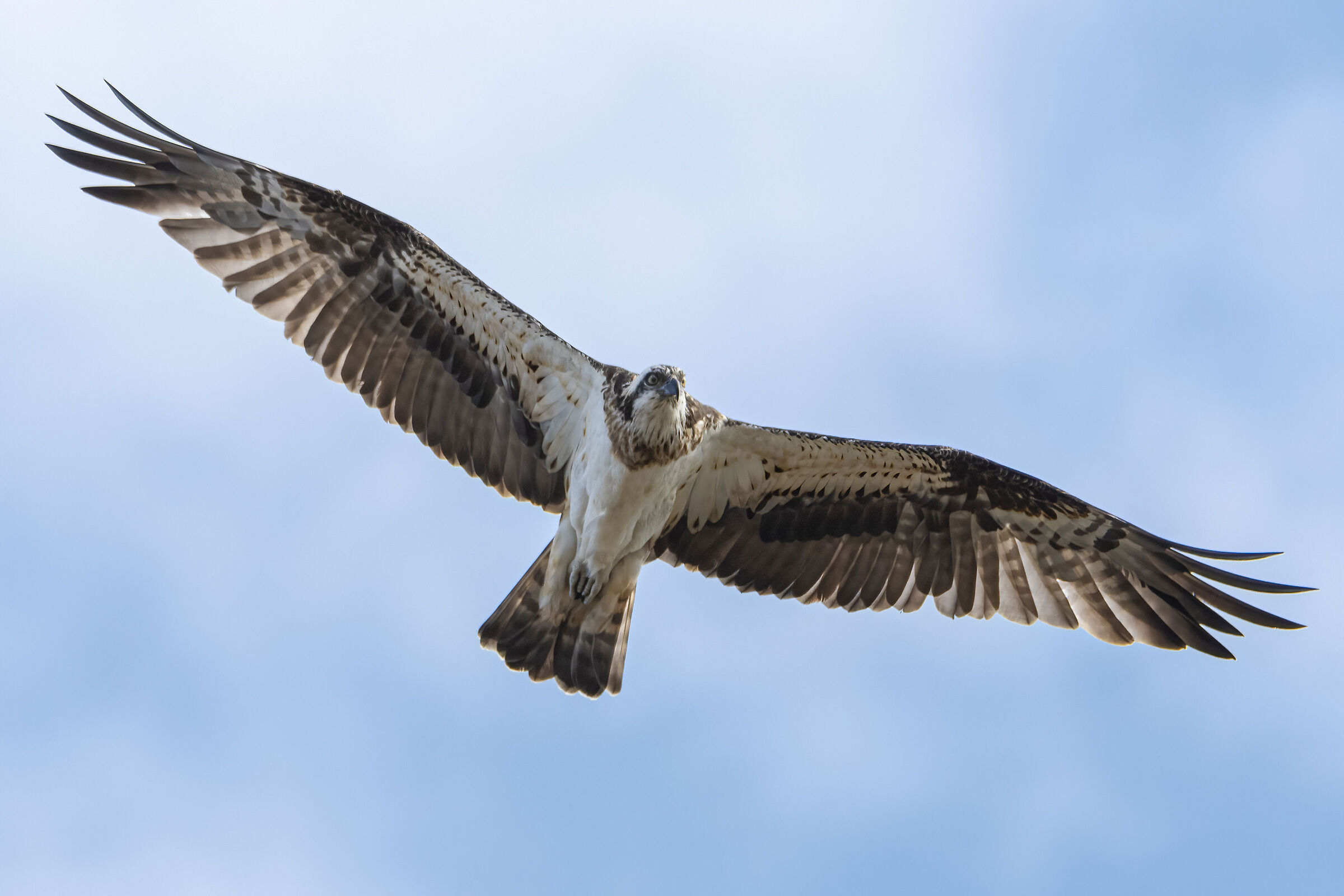 Osprey...