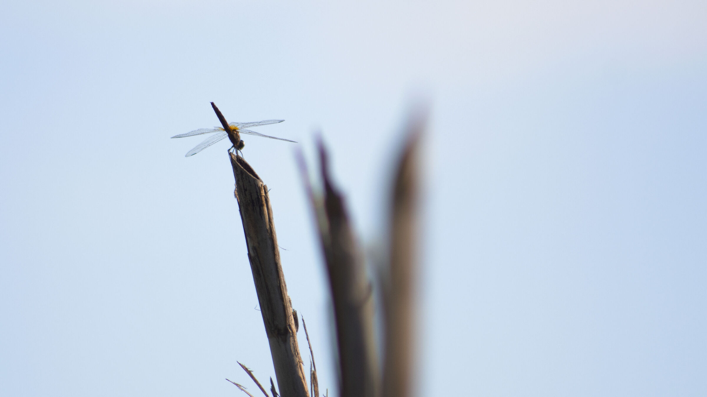 dragonfly 1...
