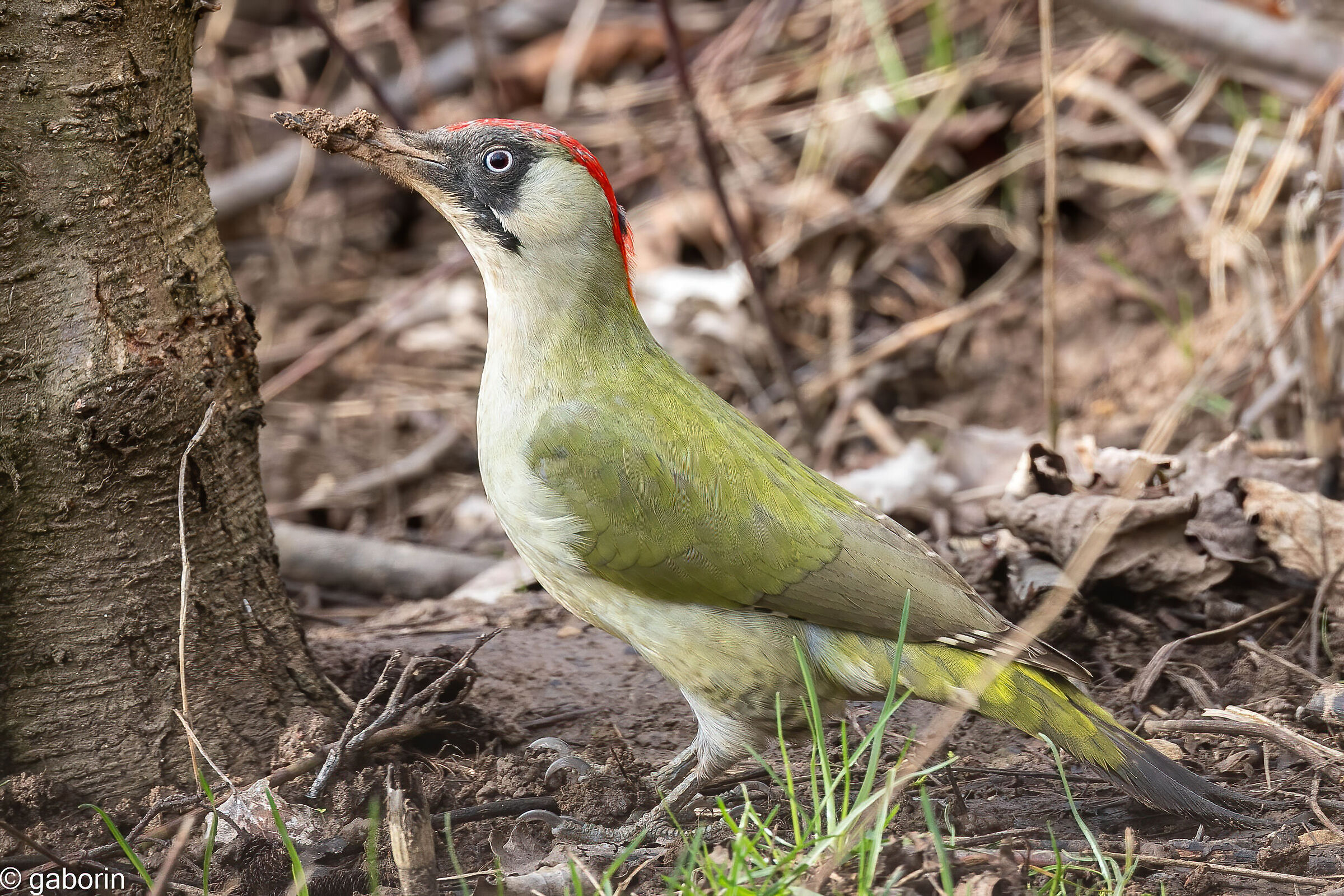 green woodpecker (f) digger...