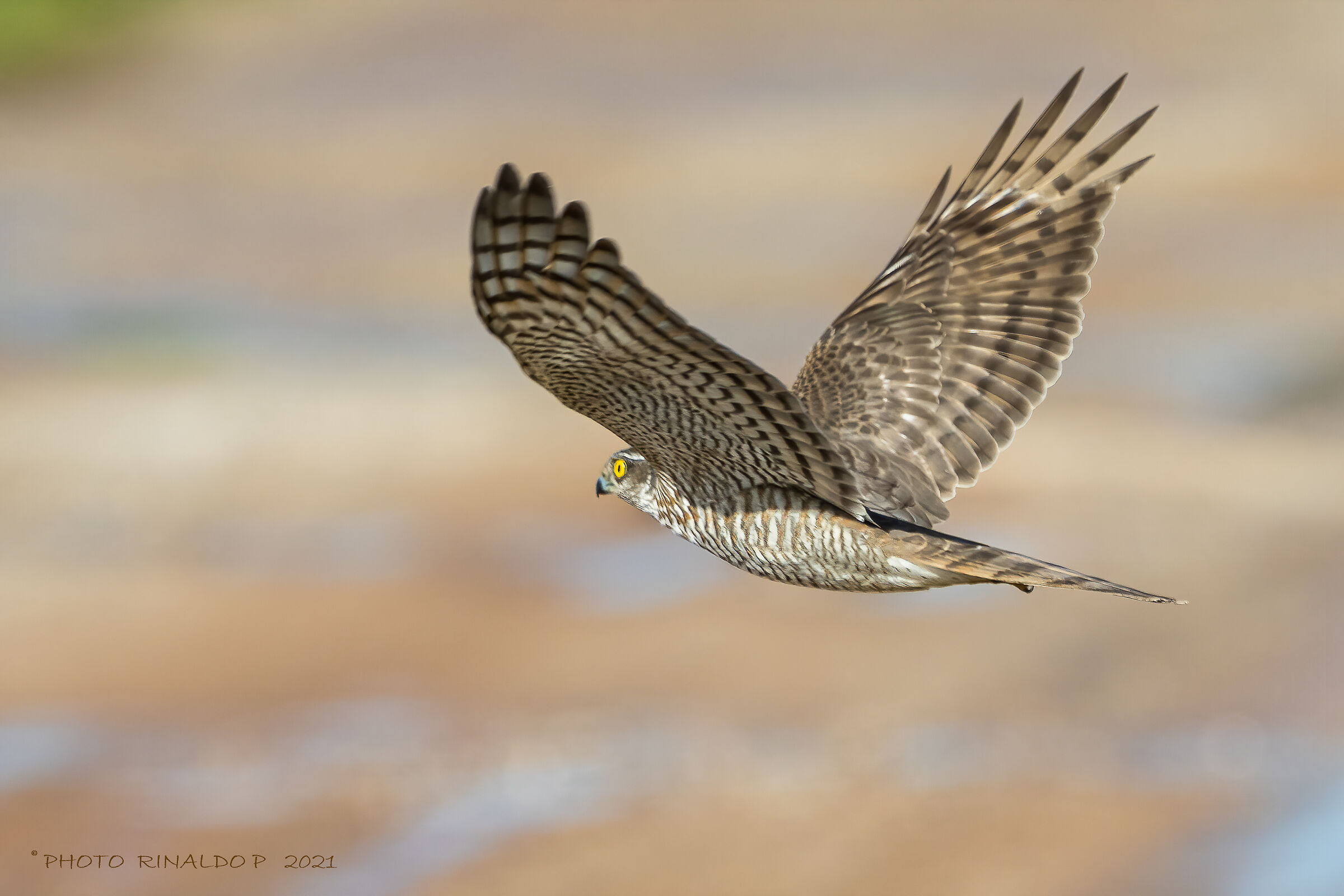 Female adult sparrowhawk on the hunt...