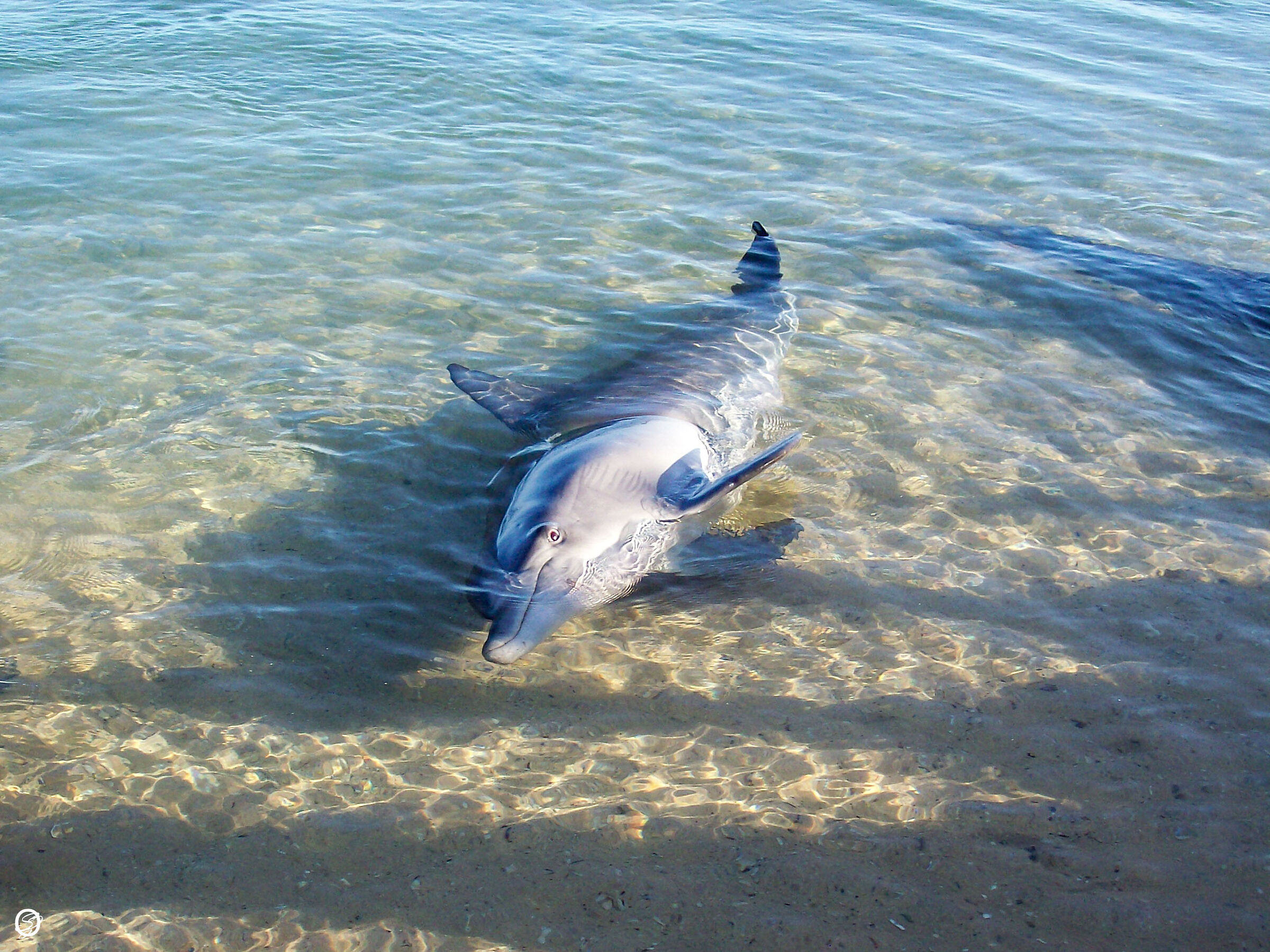 Curious Dolphin- Monkey Mia- W. Australia...