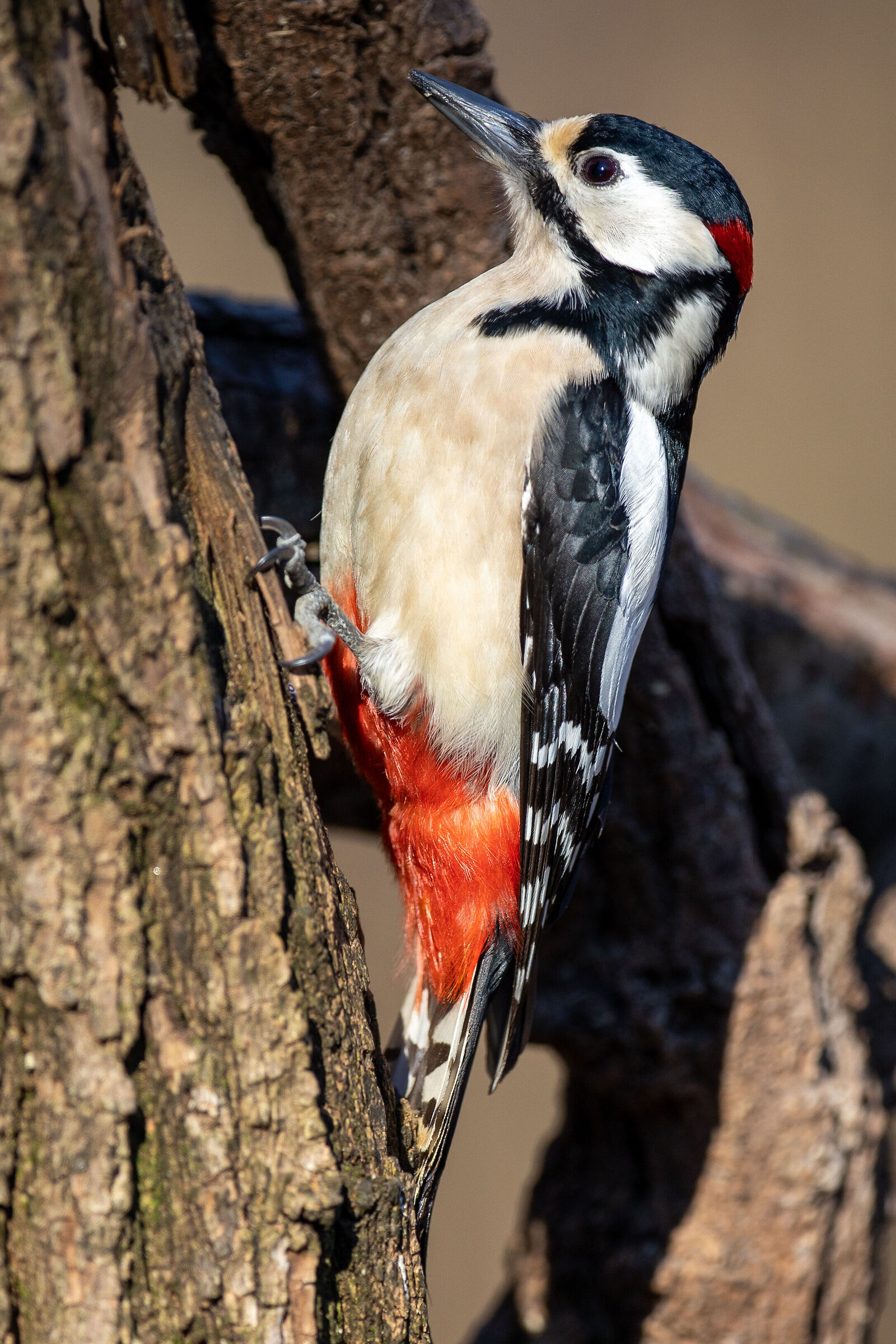 Greater red woodpecker...