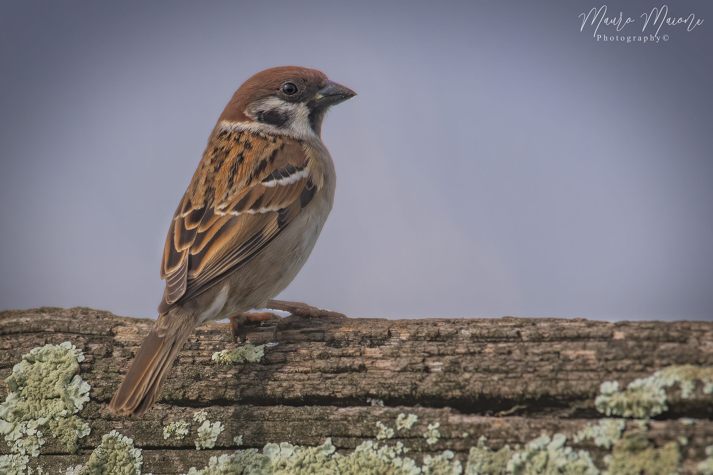 Mattugia sparrow...