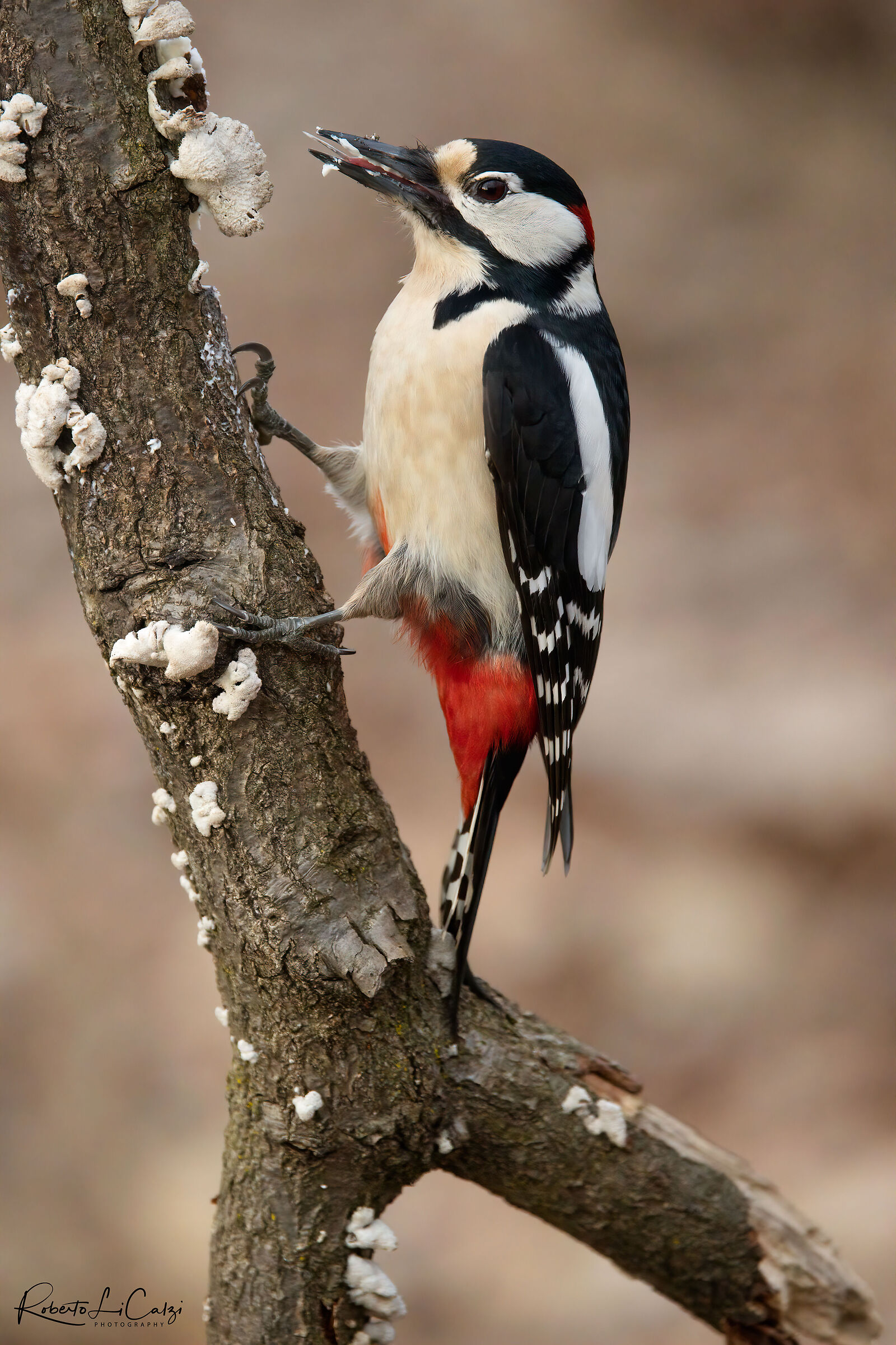 Male Greater Red Woodpecker...