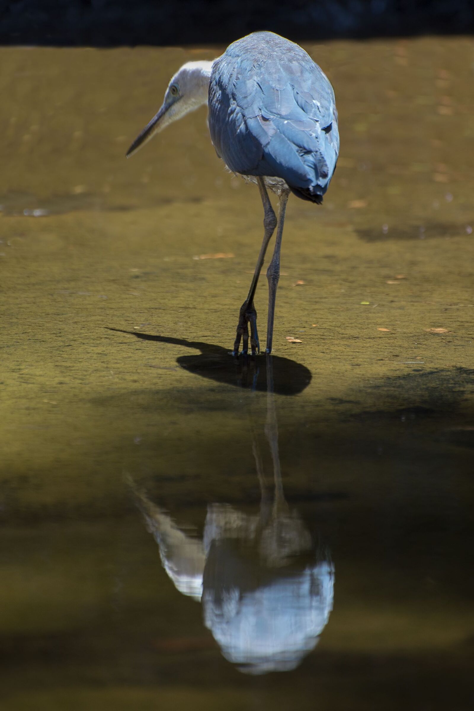 Heron in the Mirror...