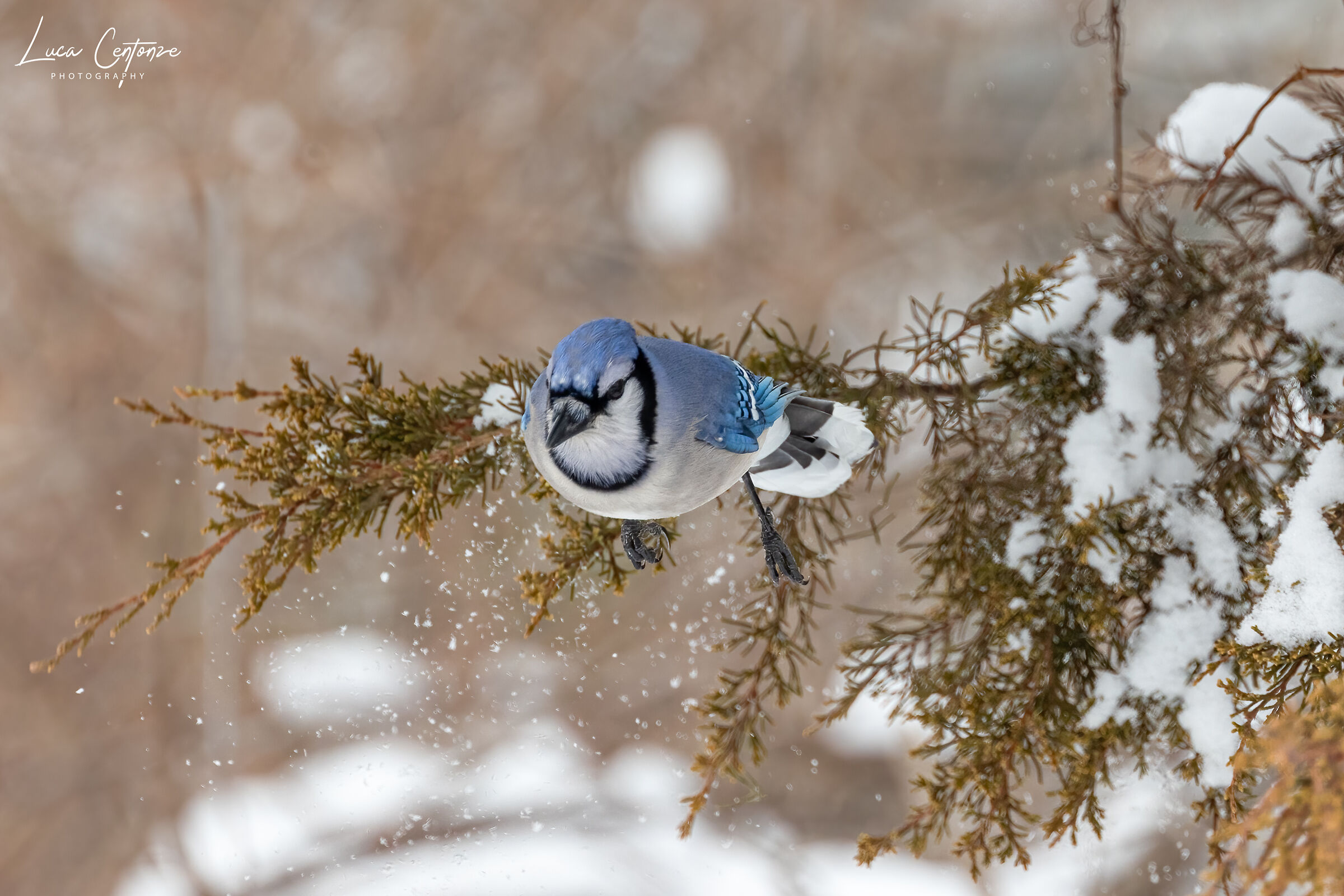 Blue Jay in volo...